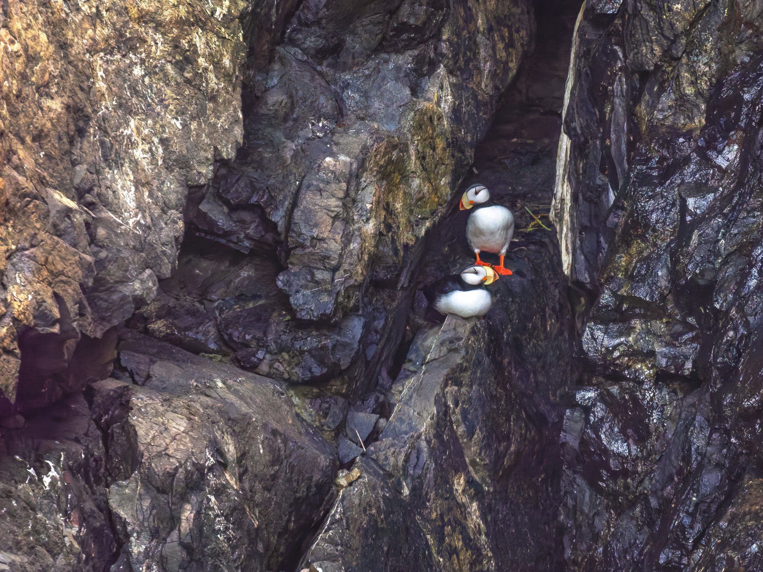 Horned-Puffin-Seward-Alaska-06-2026.jpg