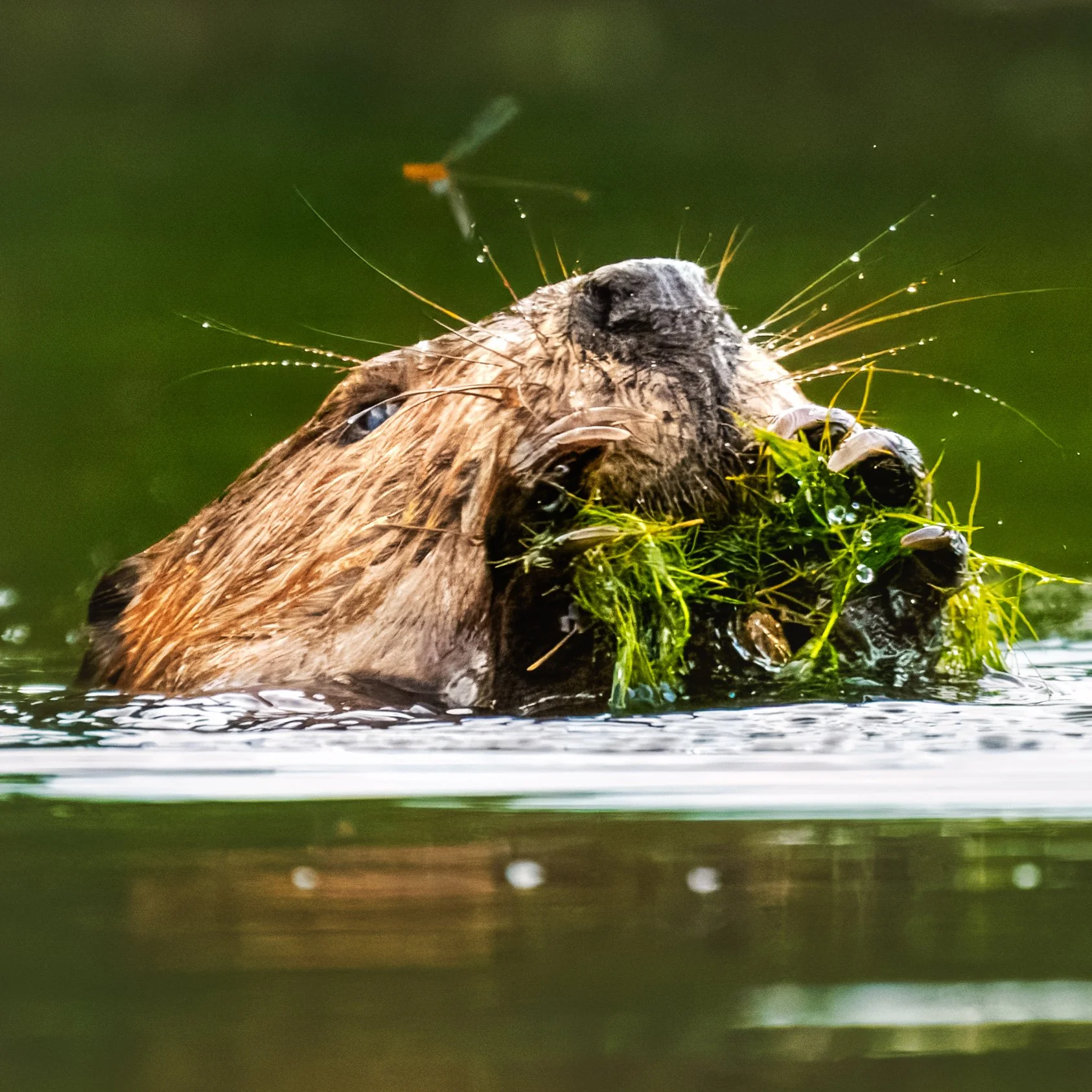Beaver_Chambers-Lake_07-29-2025.jpg