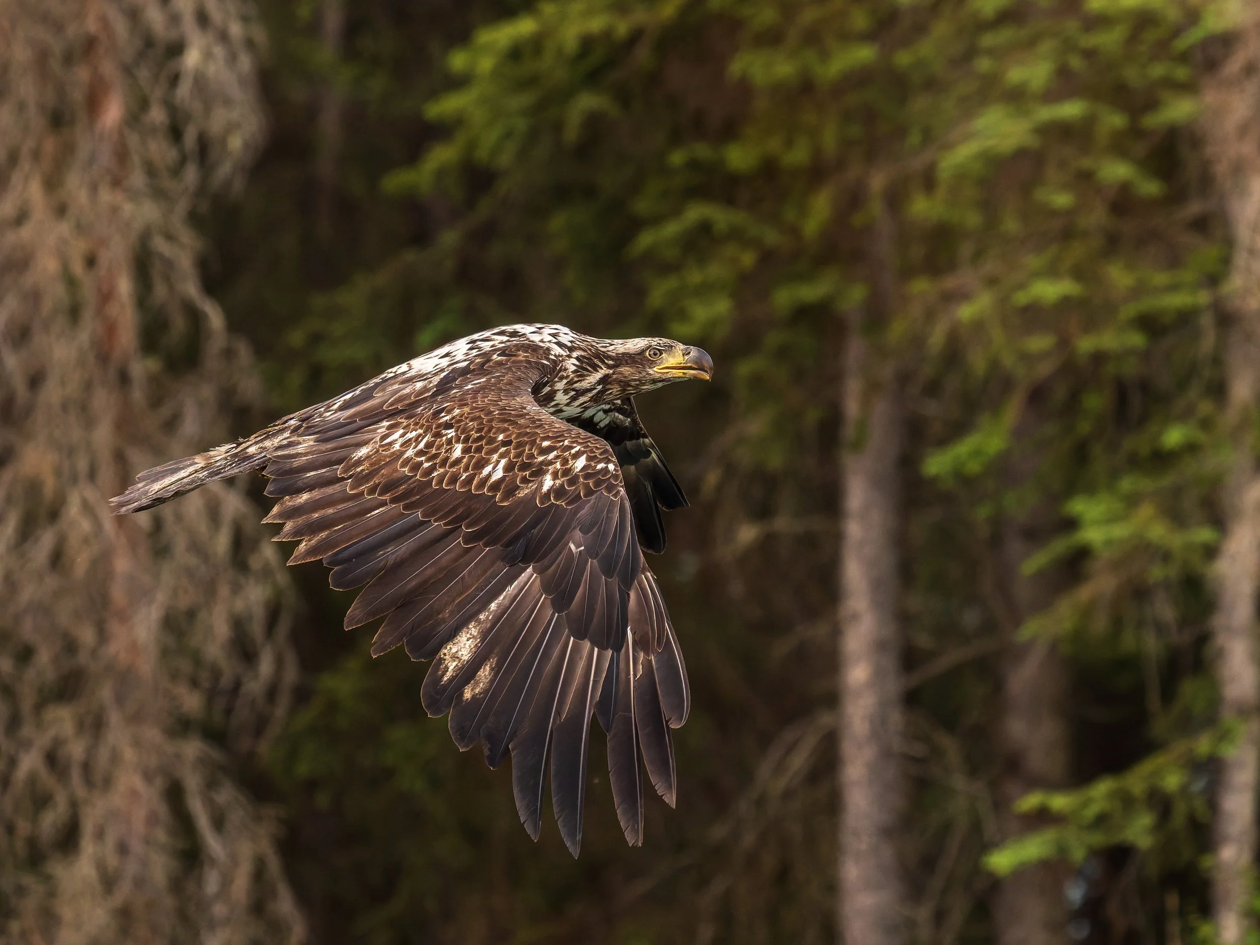 Bald-Eagle-Juvenile-Wings-Kasilof-River-Alaska-06-2026.jpg