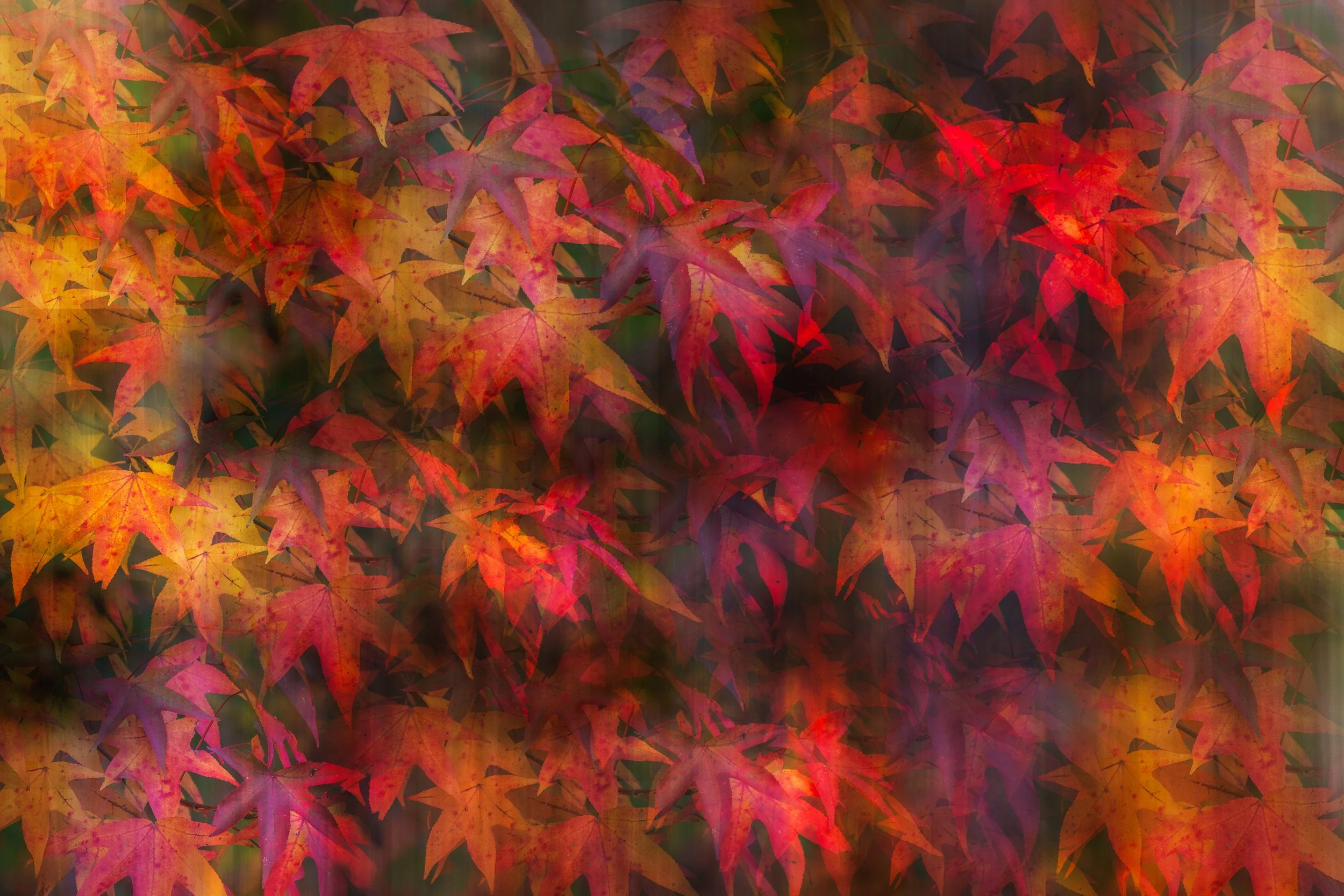 Fall Abstract 2.jpg