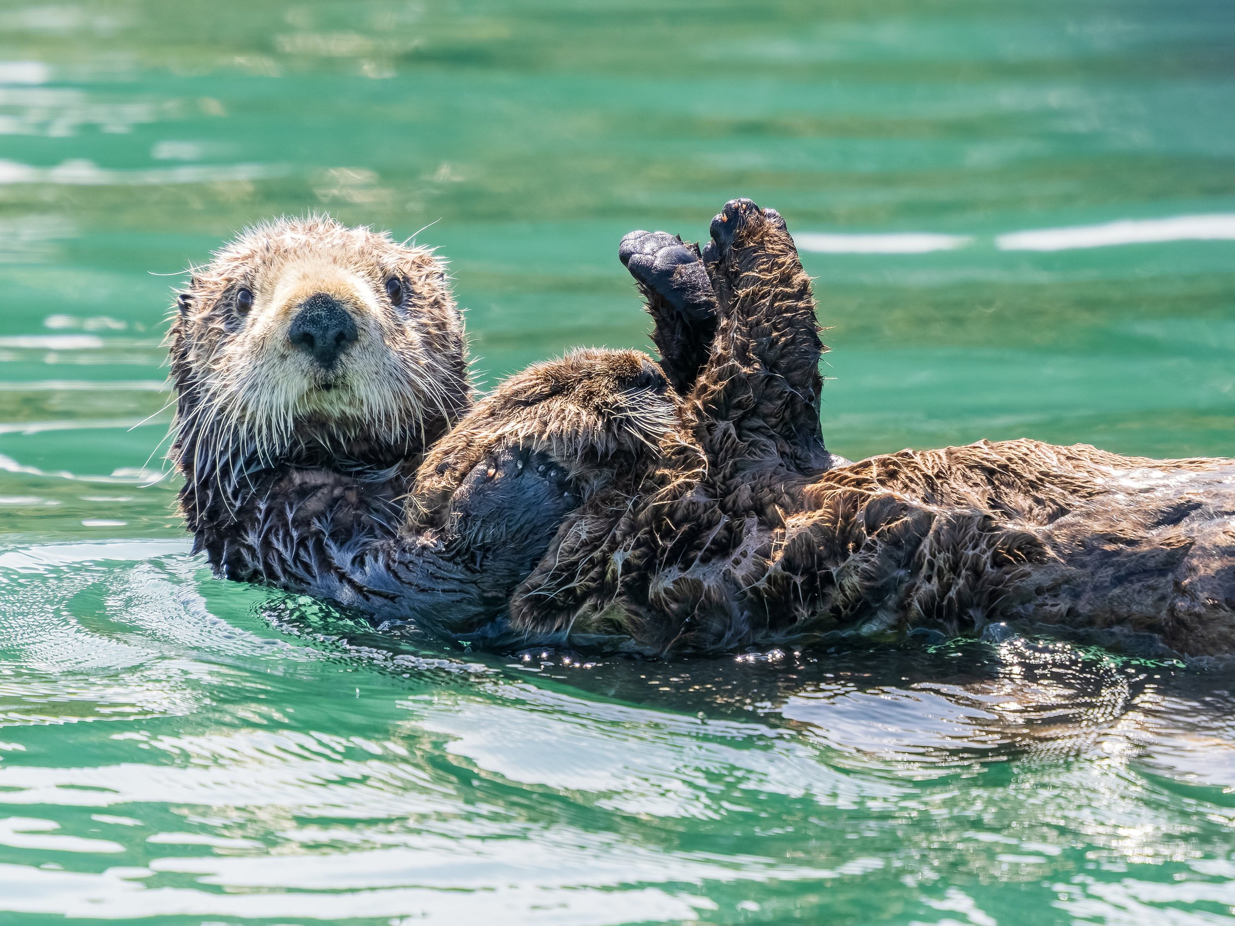 Otter-with-Pup-Seward-Alaska-06-16-2026.jpg