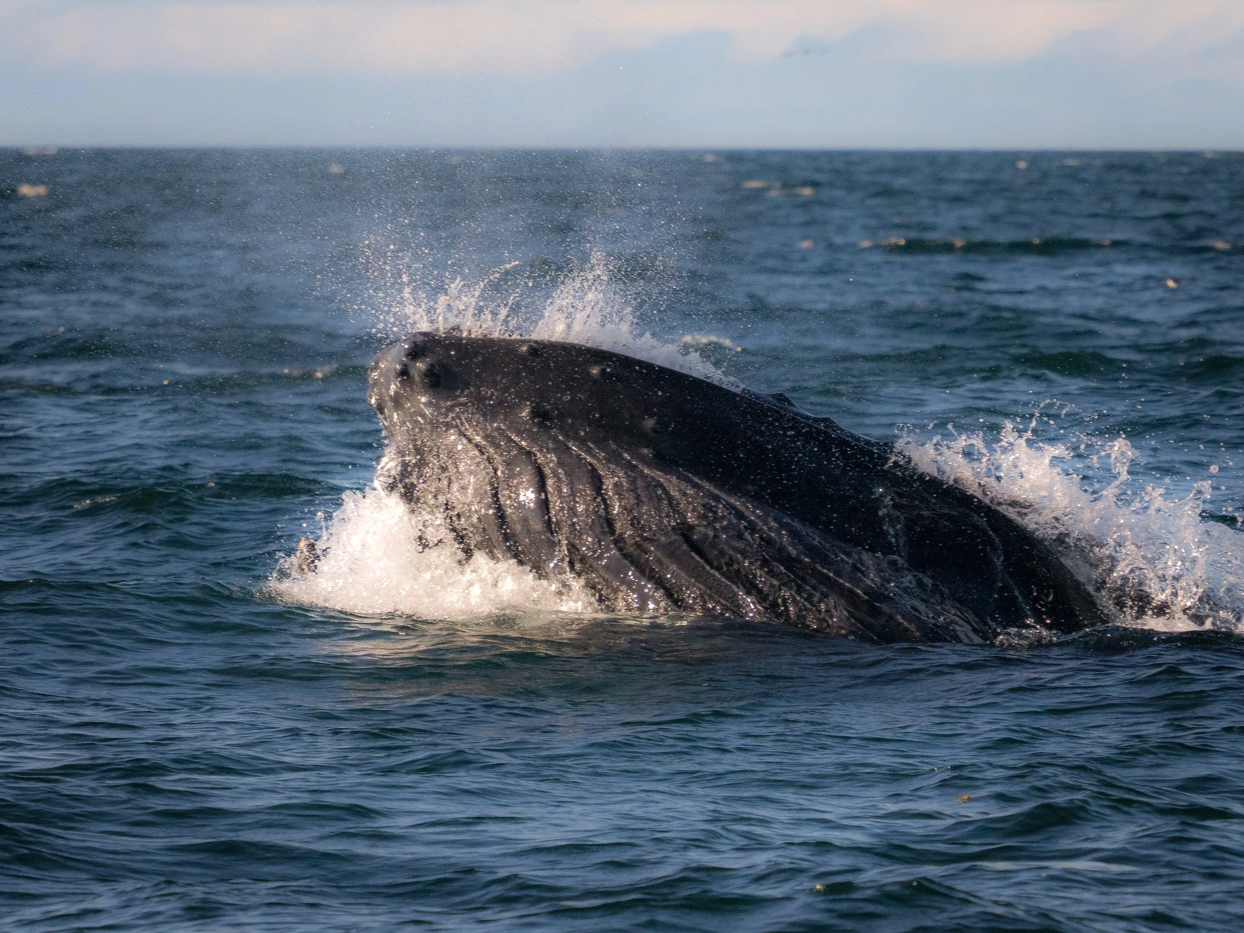 Humpback Whale Iceland 2024.jpg