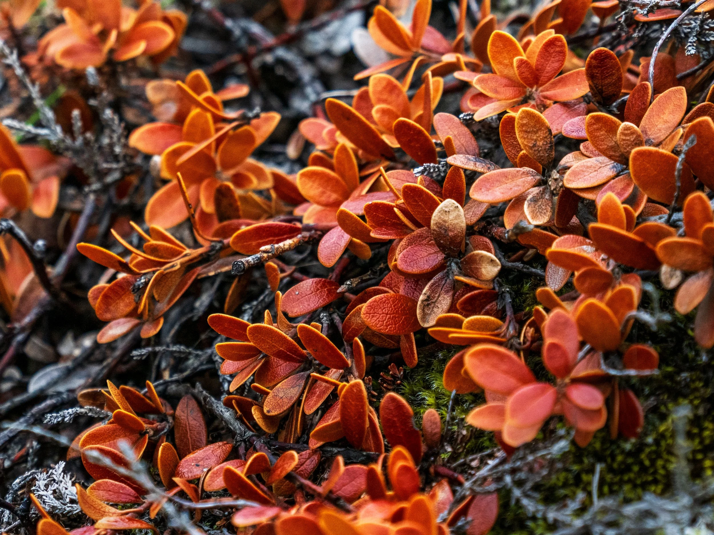 Mountain-Bearberry-Iceland-08-06-2024.jpg