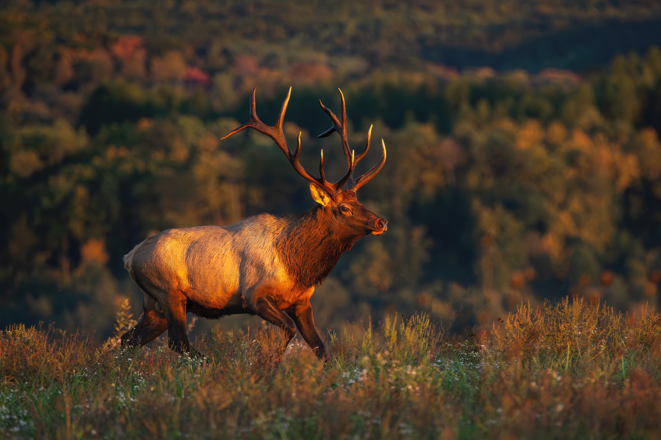 Bull Elk - Karthaus, Pennsylvania