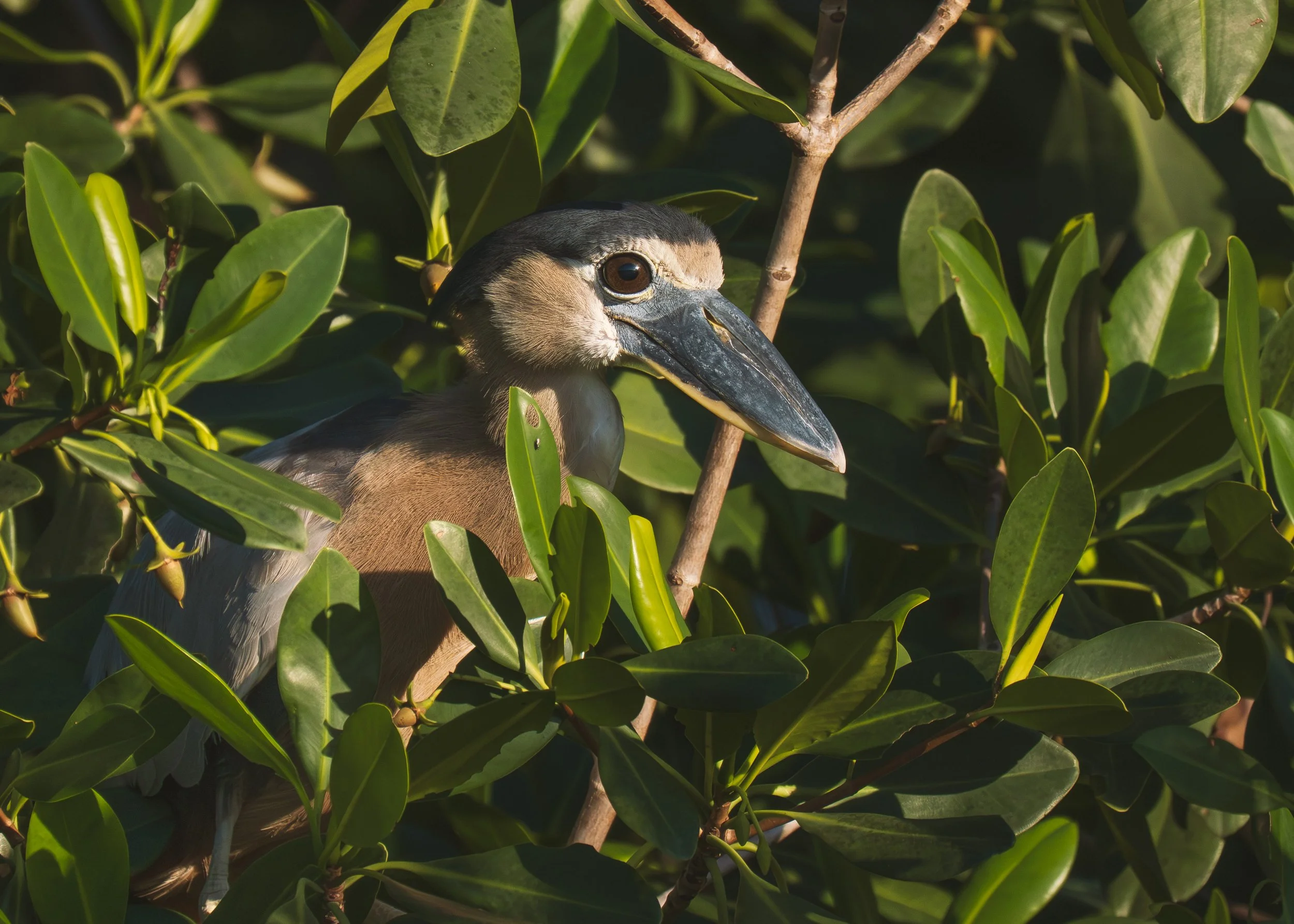 Boat-Billed Heron Rio Lagartos 11-14-2025.jpg