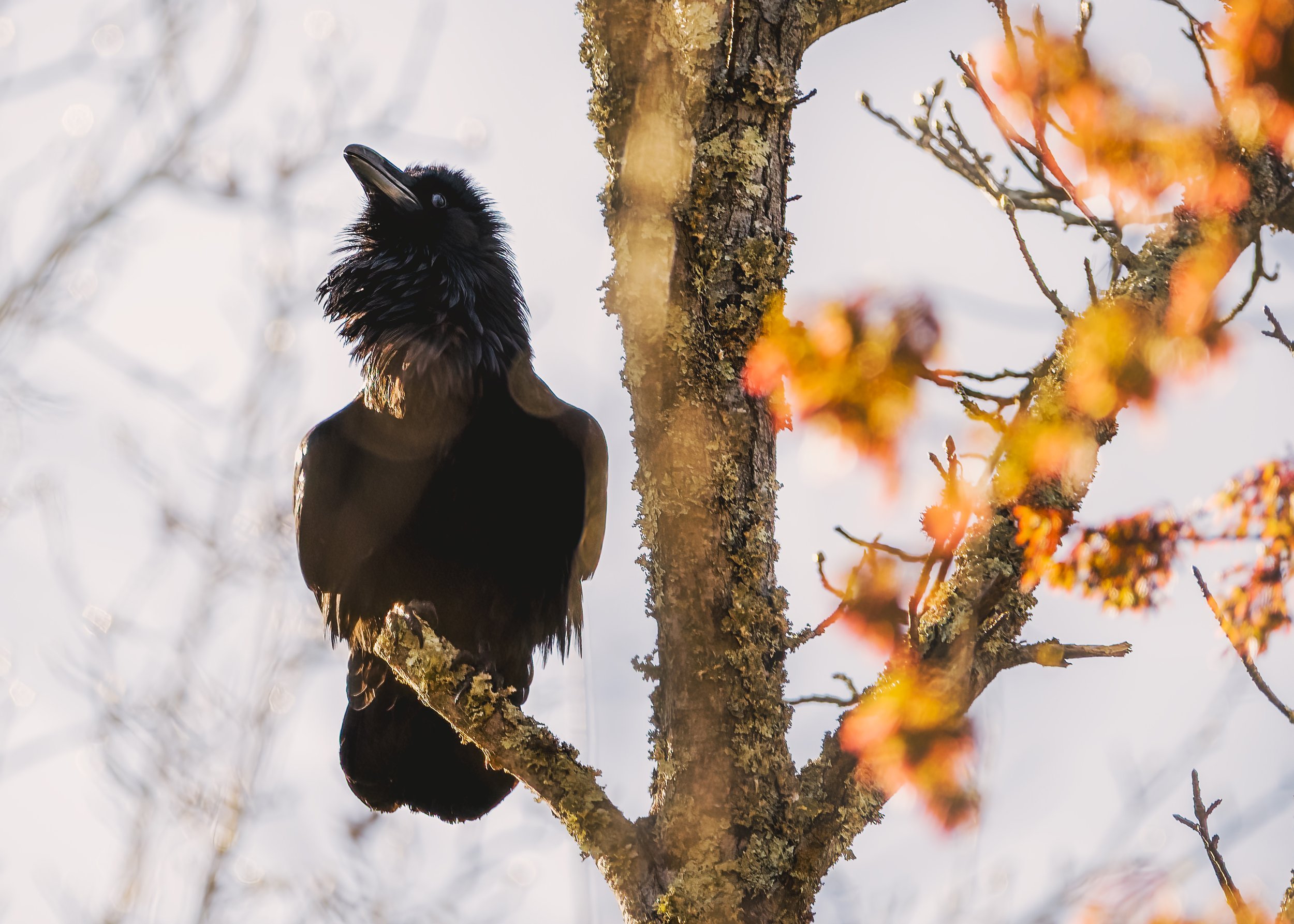 Raven Sally Park 03 26 23.jpg