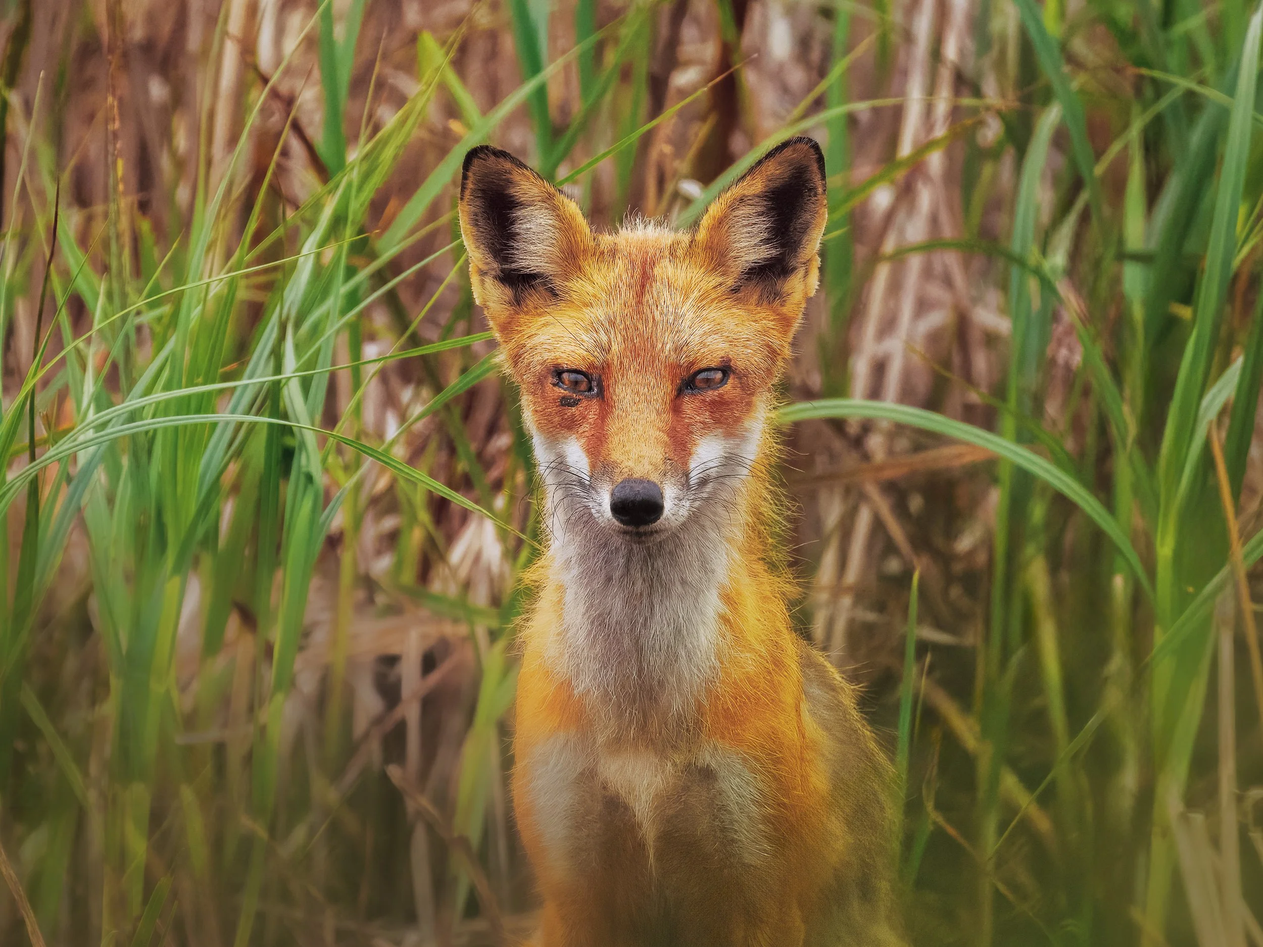 Fox at Bombay June 2025.jpg