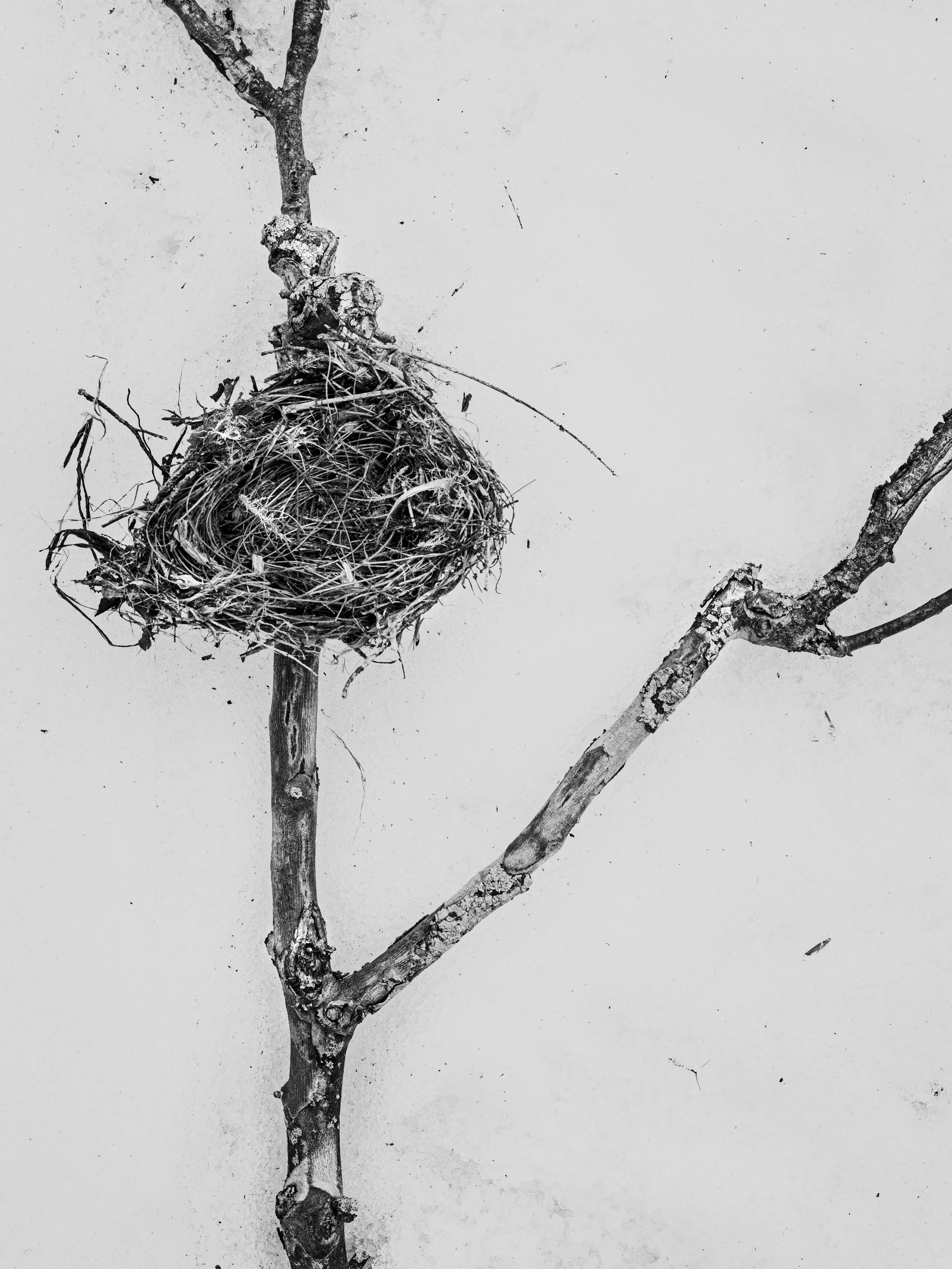 Birds Nest Batso.jpg
