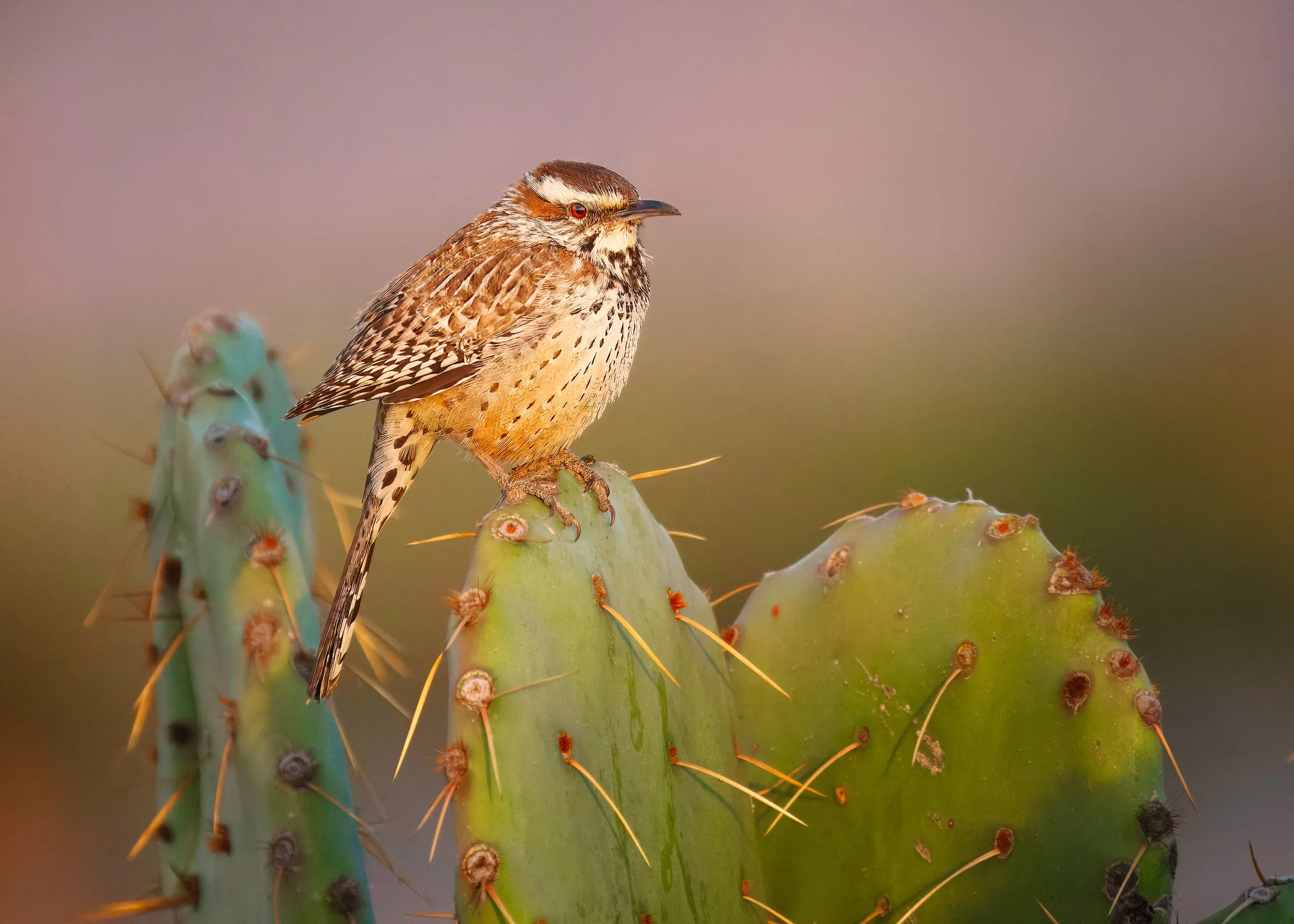 Cactus-Wren-Tuscon-01-19-2026.jpg