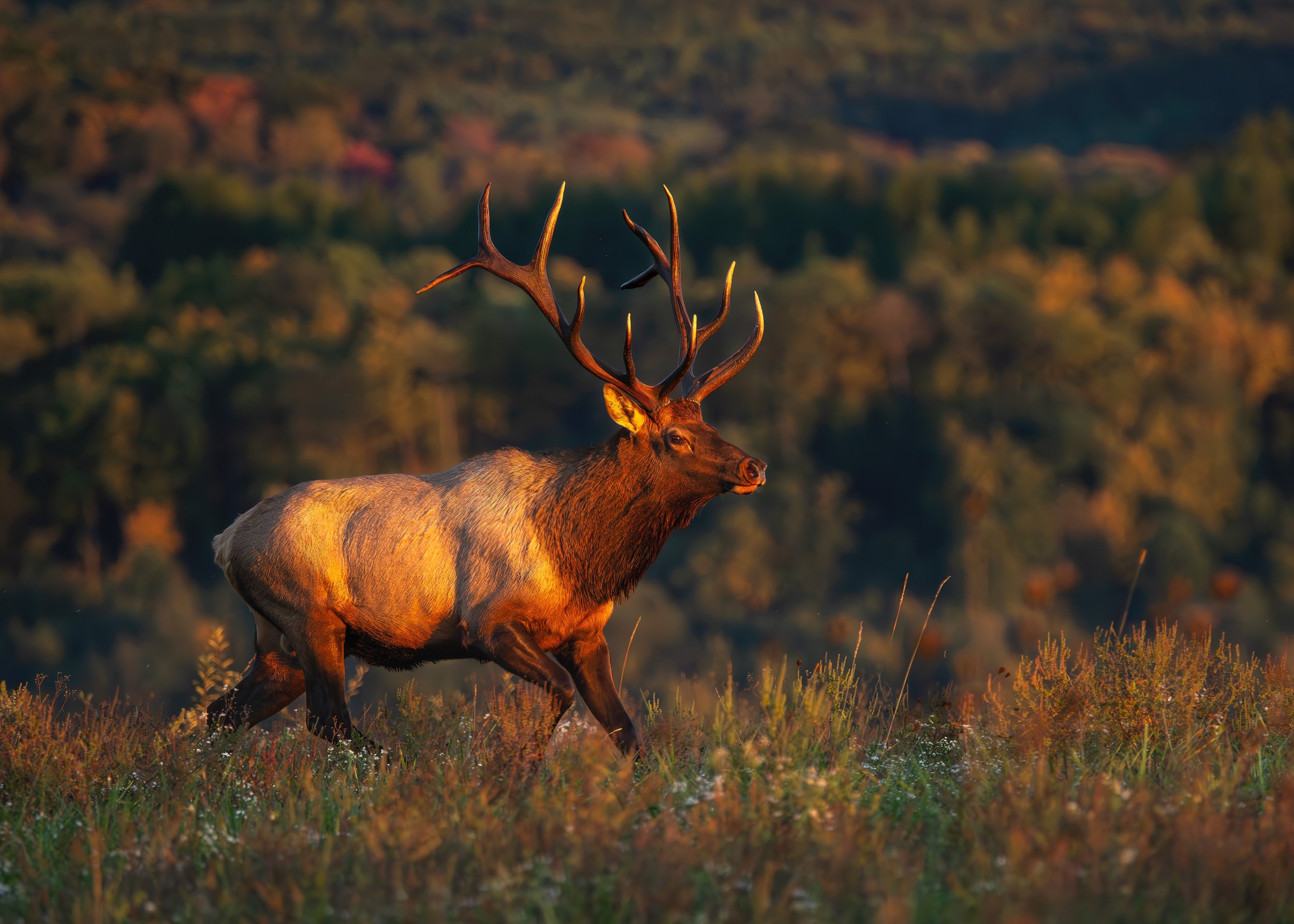 Elk-Bull-Golden-Hour-Clearfield.jpg