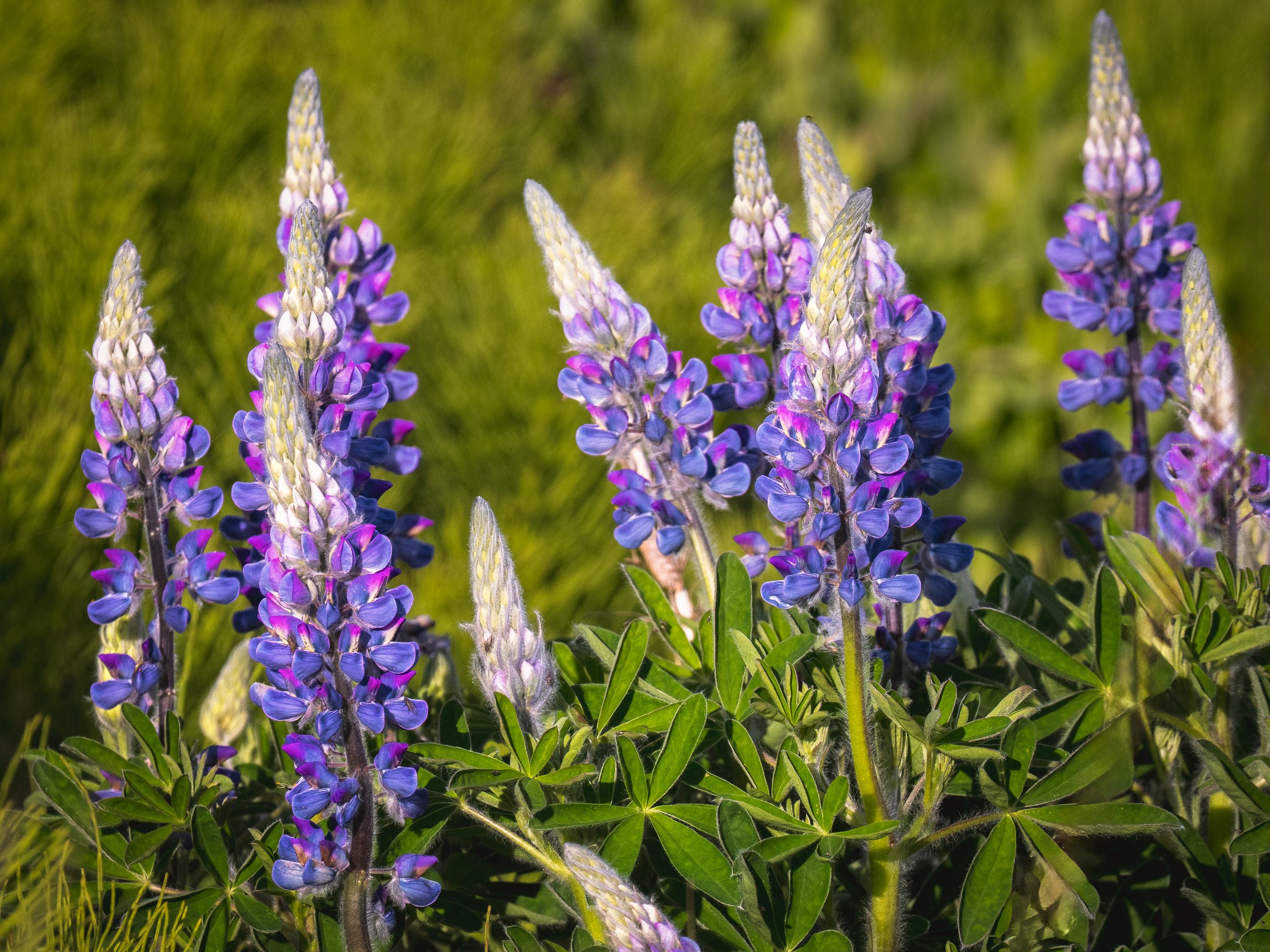 Lupine-Blooms-Kasilof-Alaska.jpg