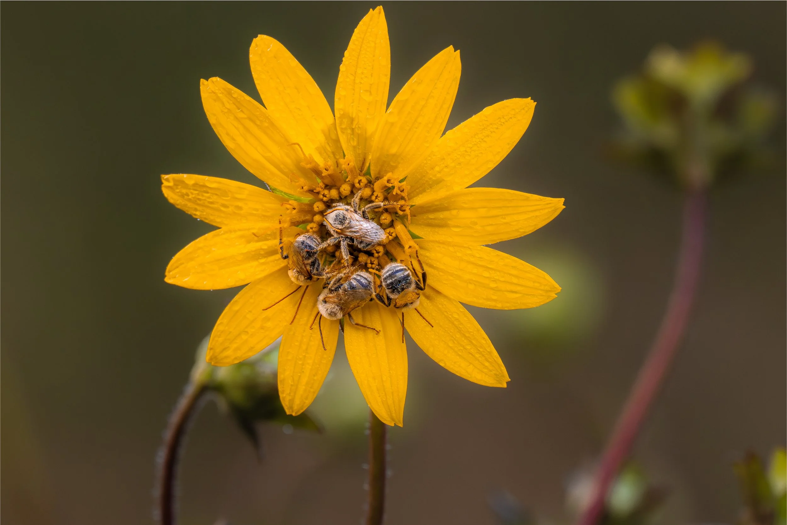 Sunflowers-and-Bees.jpg