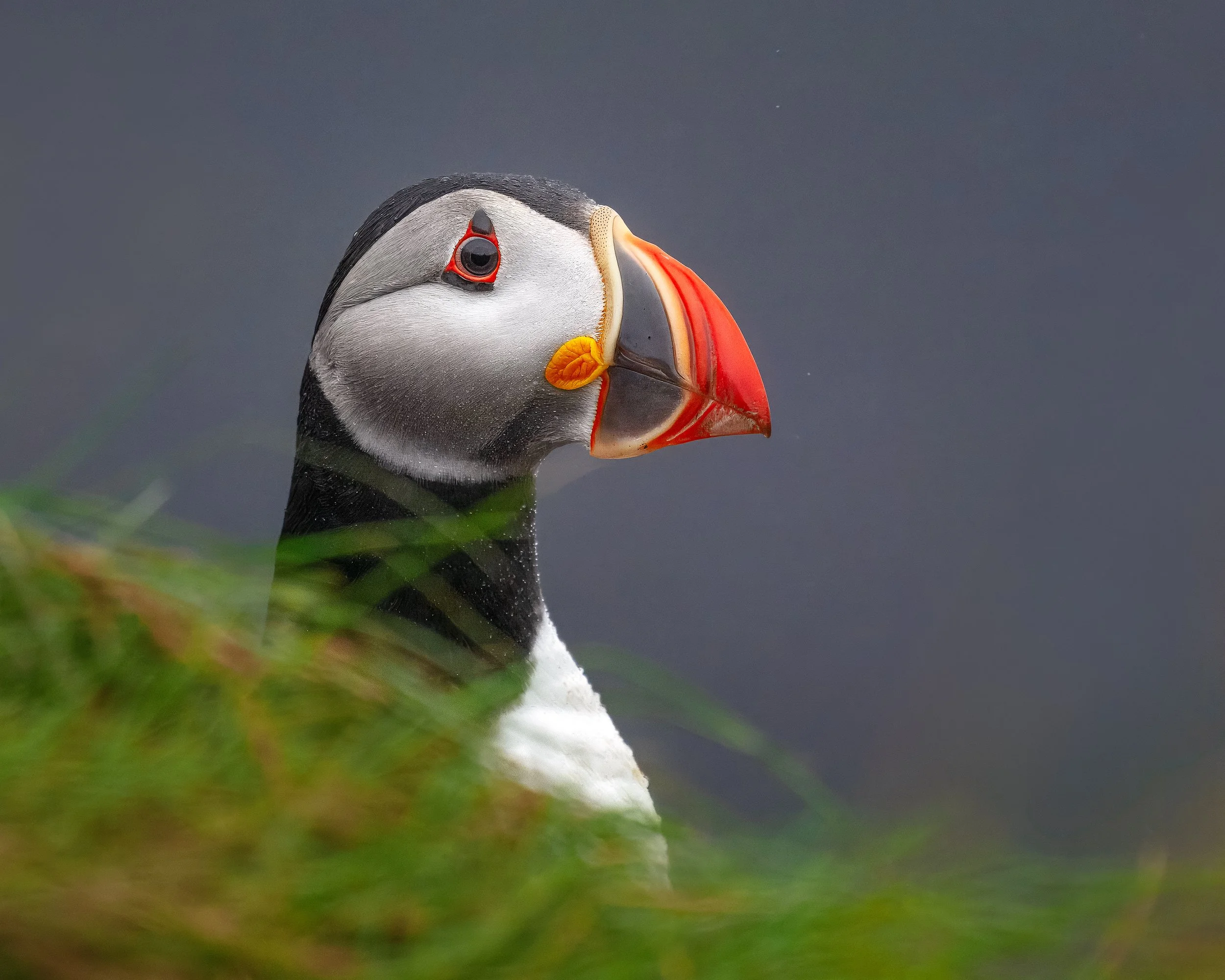 Atlantic-Puffin-Dyrholaey-Iceland-08-2024.jpg