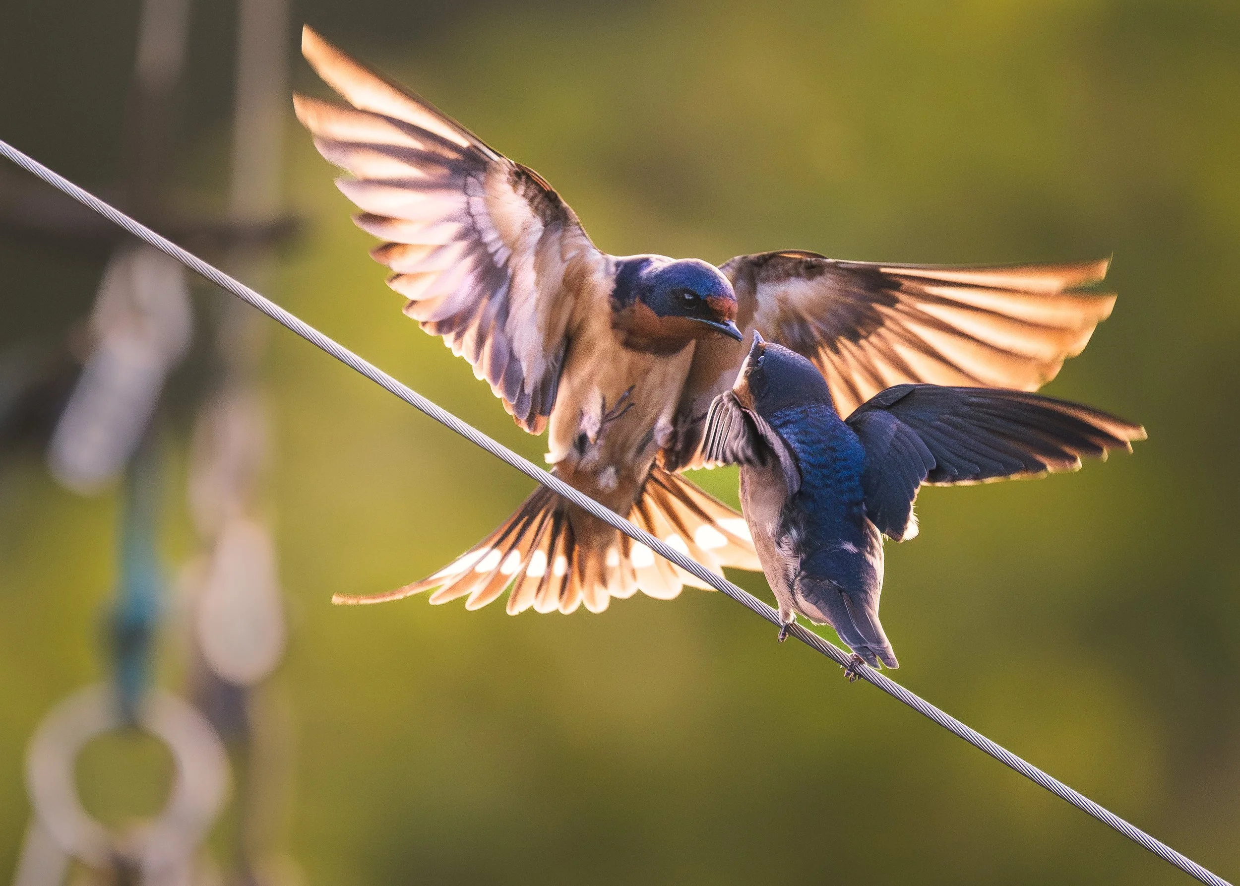 Cliff Swallows Marsh Creek 2025.jpg