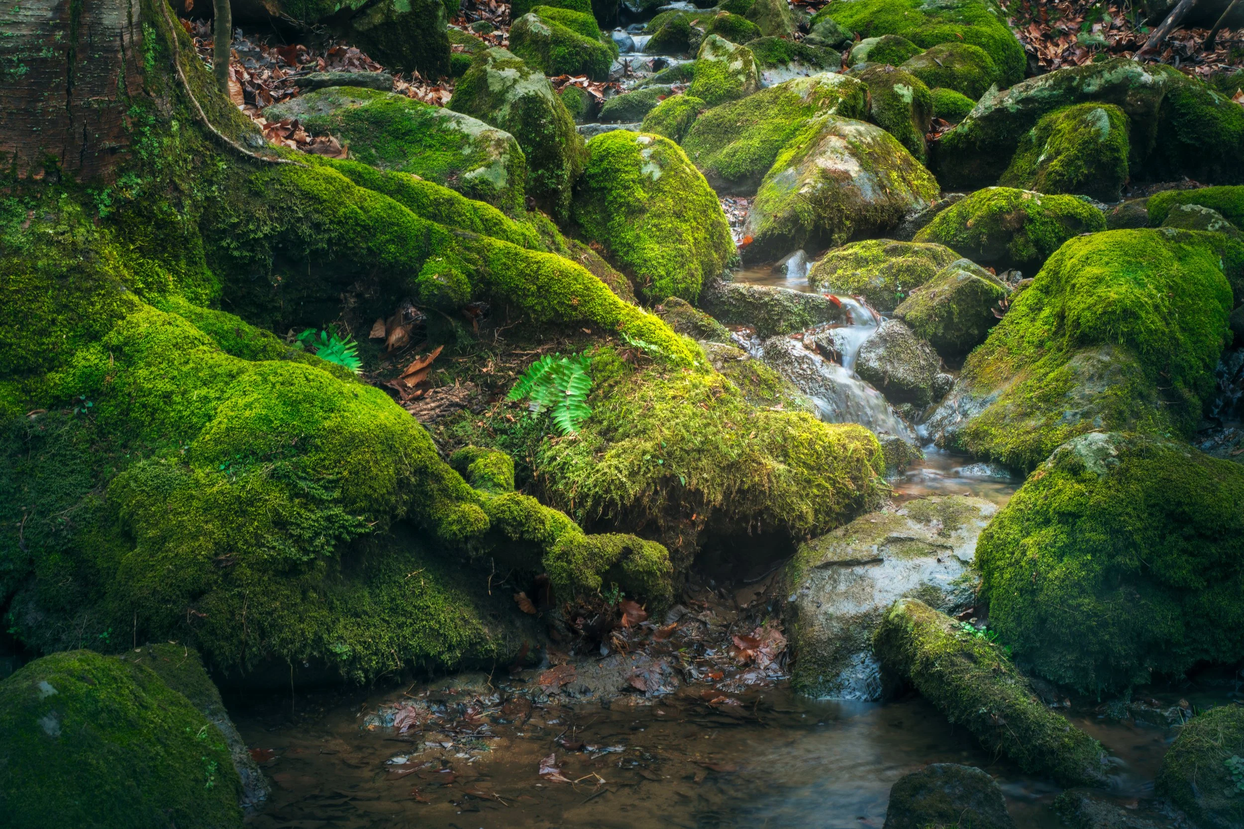 Verdant Mossy Rocks - Springton Manor Farm, Downingtown, Pennsylvania