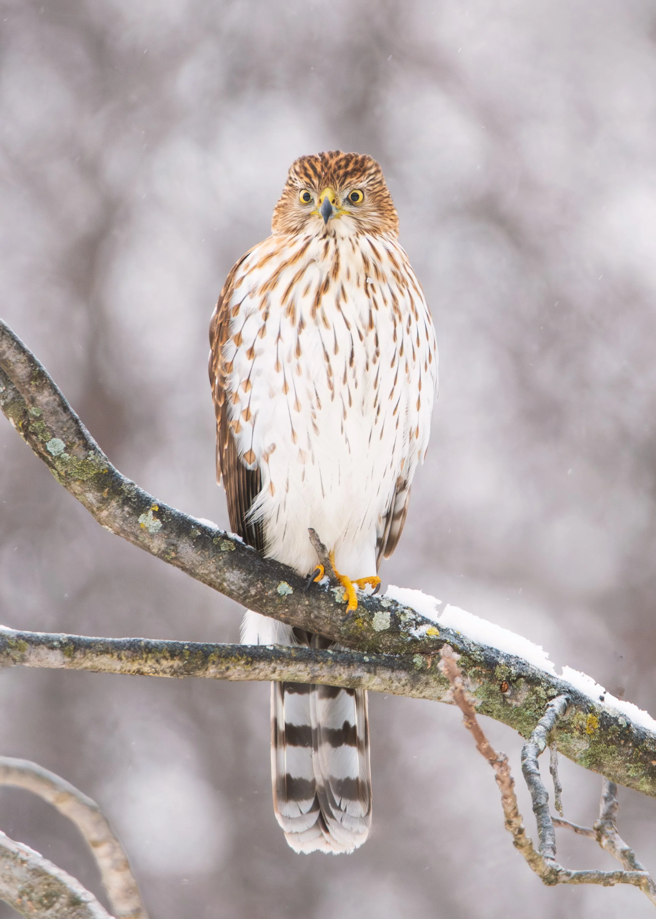 Coopers-Hawk-BY-2020.jpg