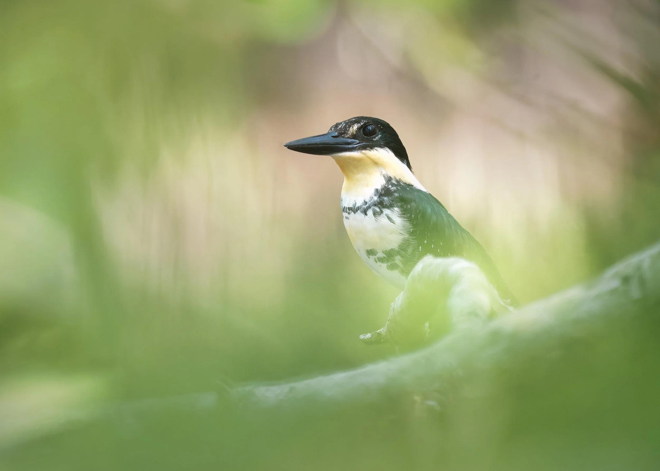 Green King Fisher 11 15 2025.jpg