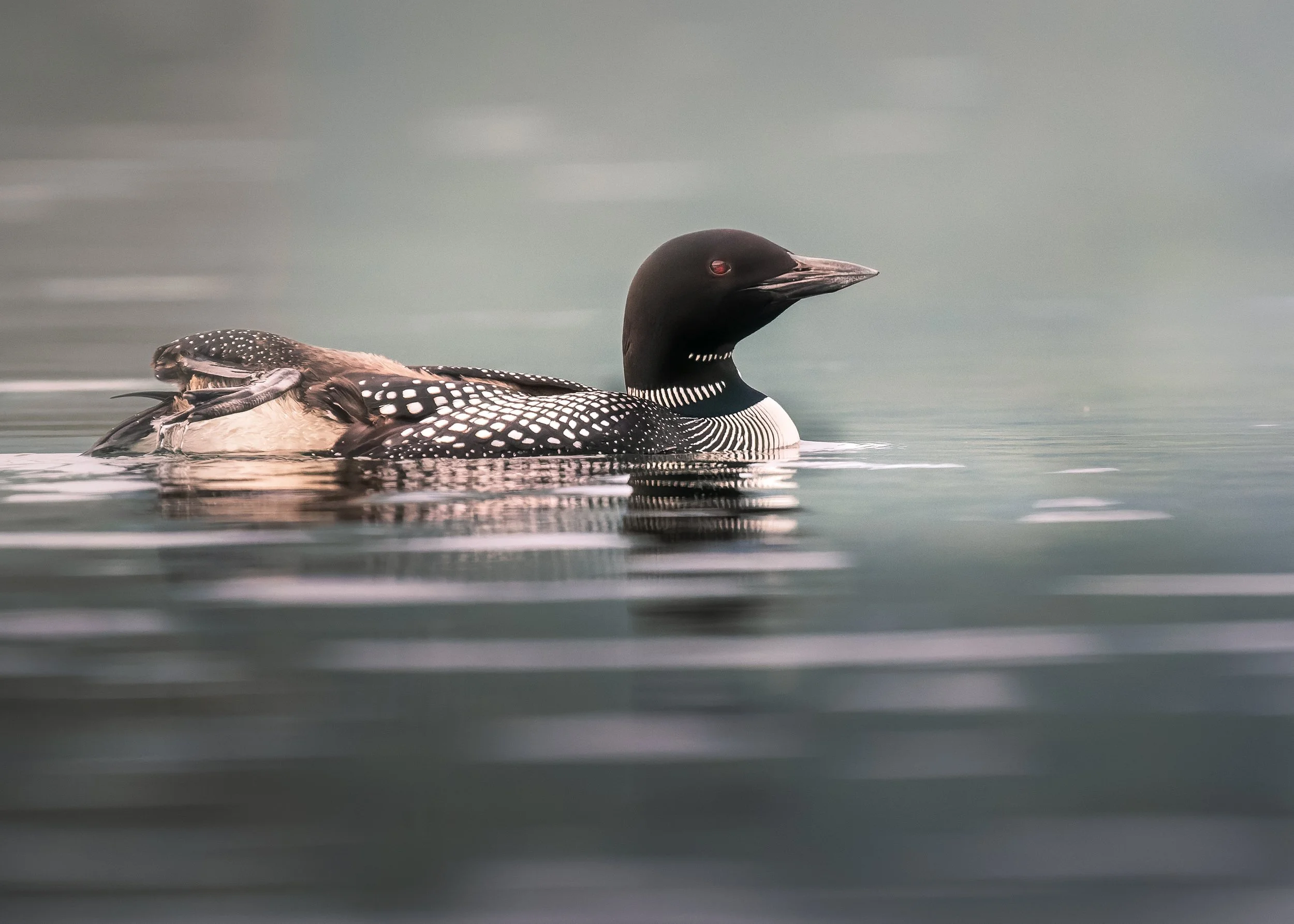 Common-Loon-Lake-George-05-23-2026.jpg