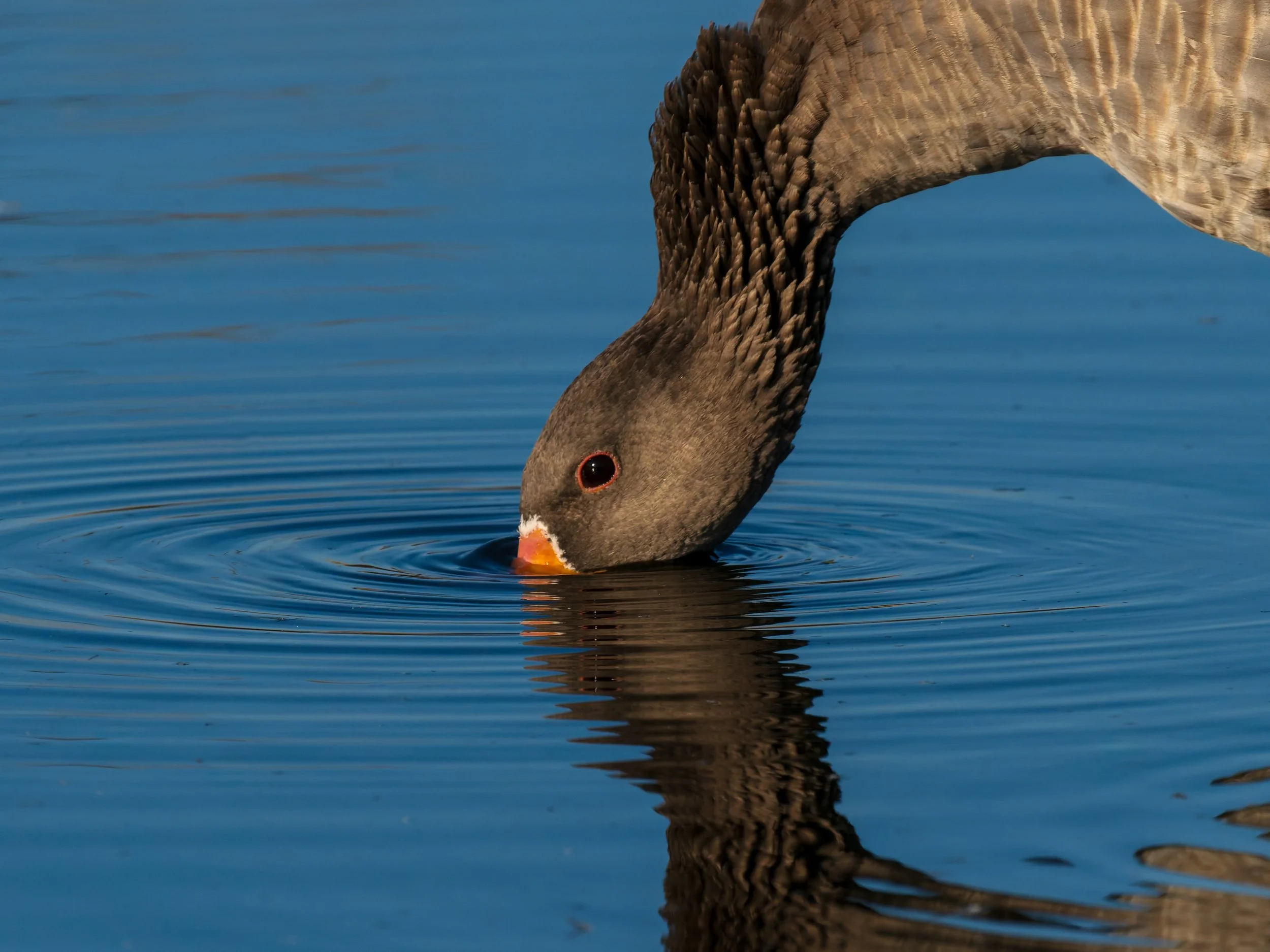 Greyleg-Goose-Iceland-08-09-2024.jpg