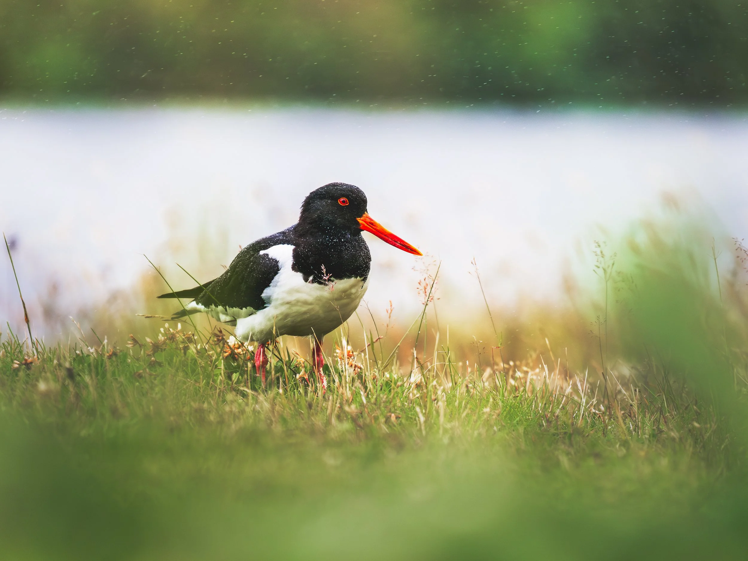 Eurasian-Oystercatcher-Vik-Iceland-08_02_2024.jpg