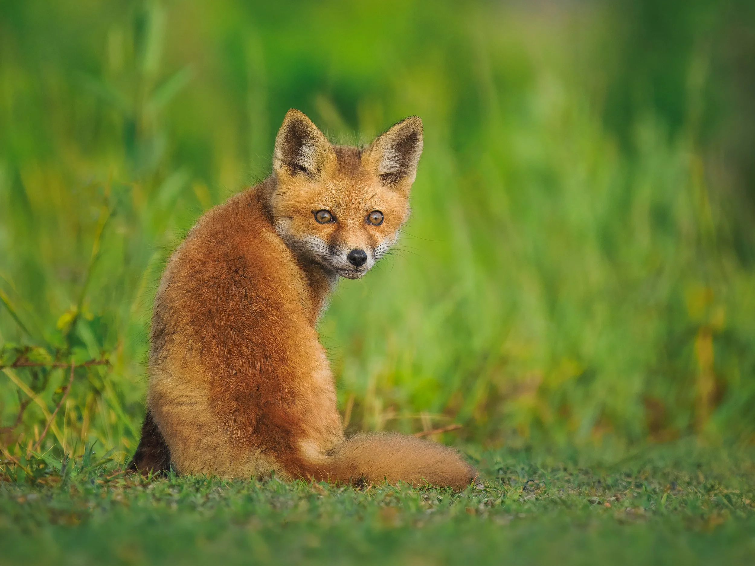 Fox Kit - Delaware