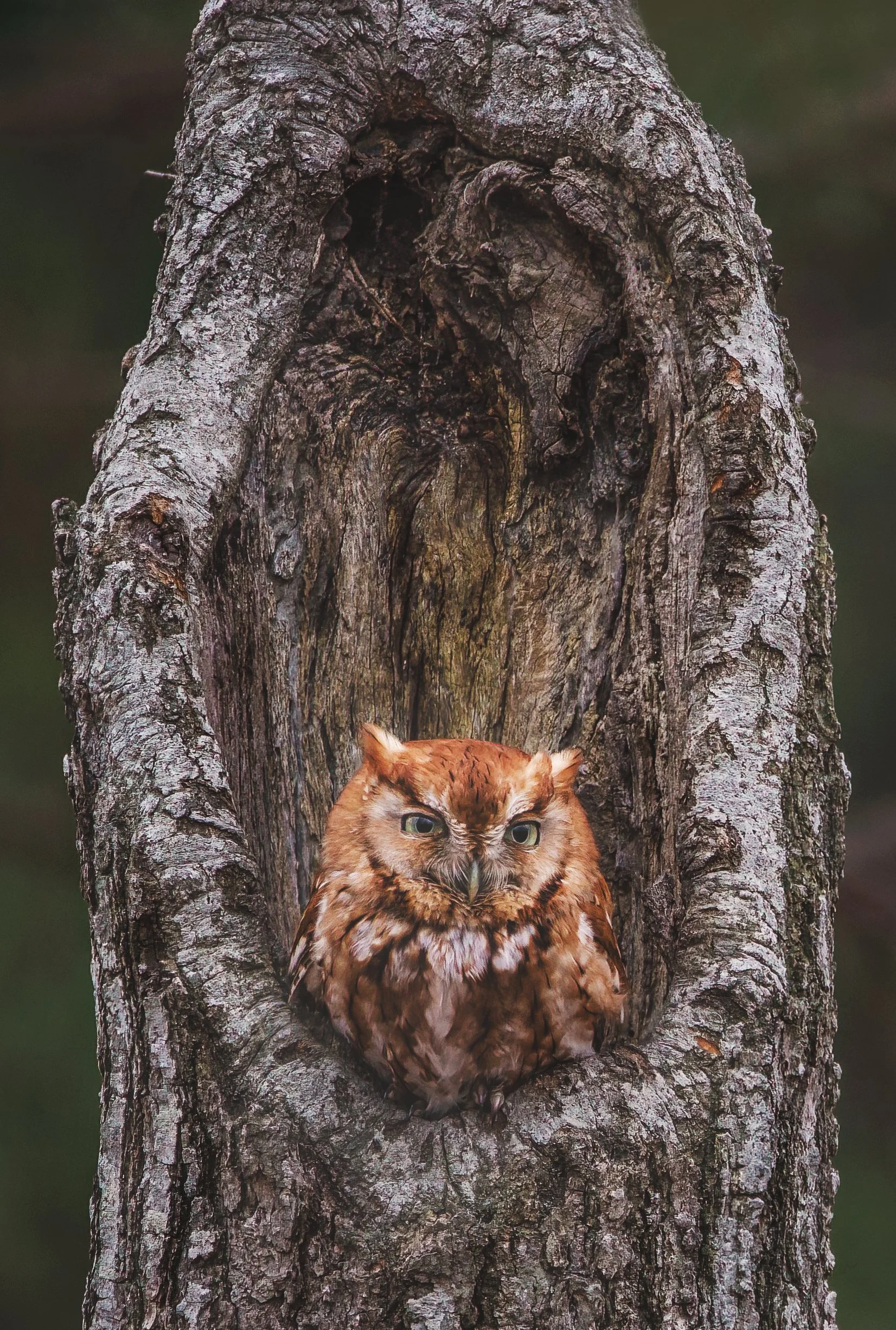 Eastern-Screech-Owl-New-Jersey-2023.jpg