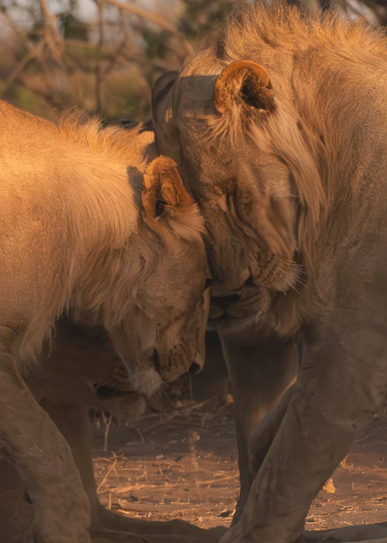 Lions_Cuddle_Chobe-River-2023_08.jpg