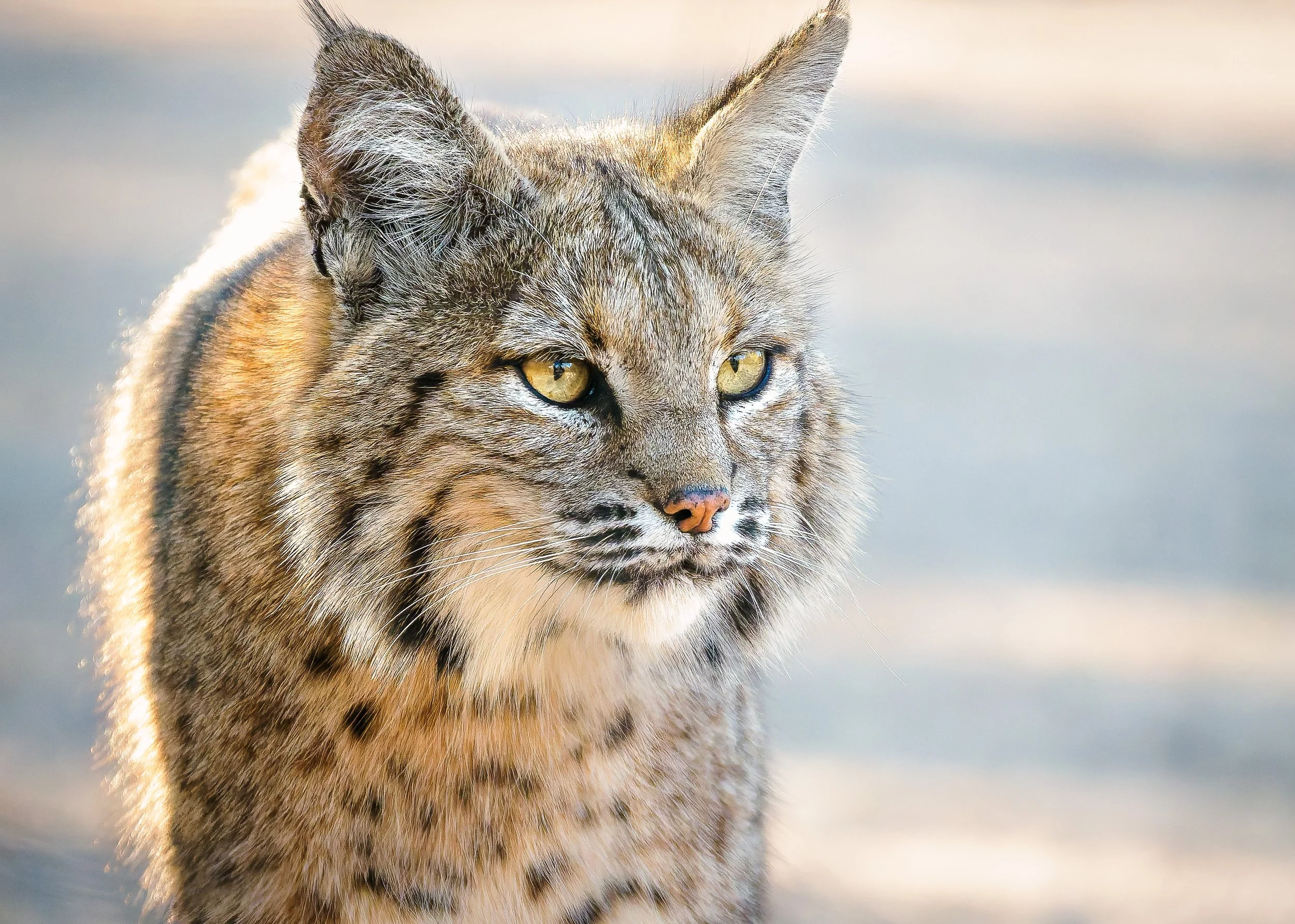 Bobcat - Tucson, Arizona