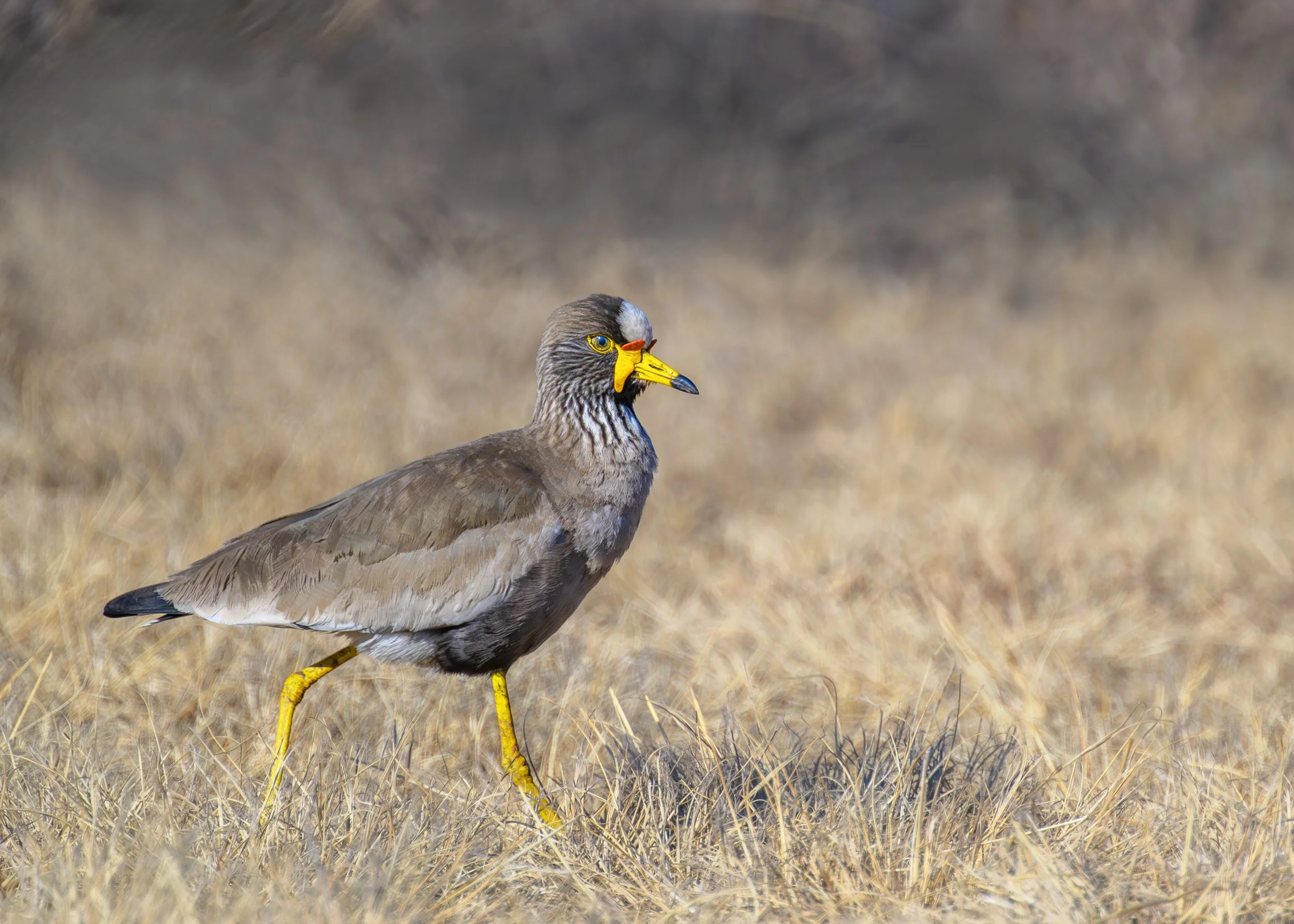 African-wattled-lapwing_Rietvlei-Reserve_08_2023.jpg