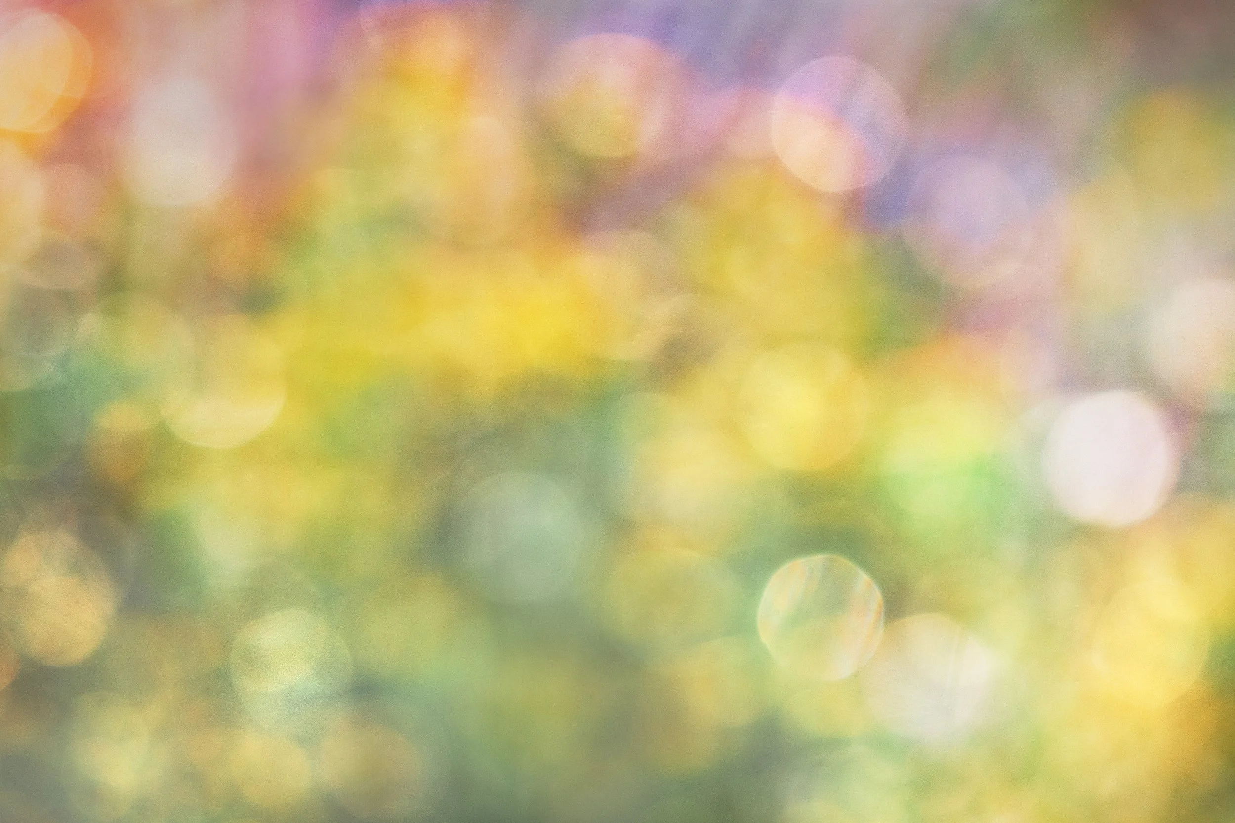 Bokeh BMP 08 10 2025_FINAL EDIT.jpg