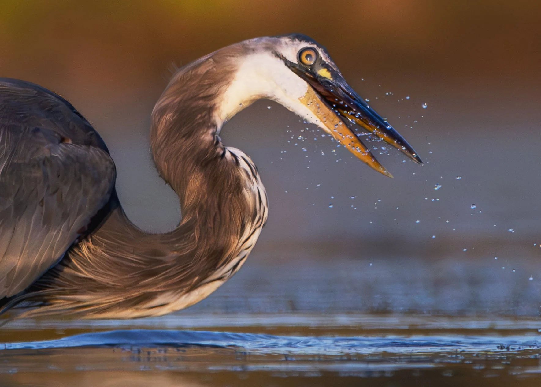 Great Blue Heron Chambers 2023 09 16.jpg