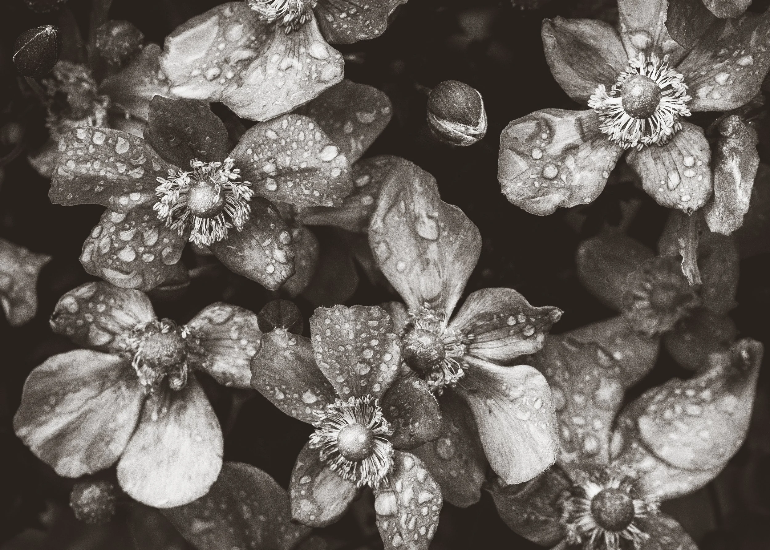 Anenome-BW.jpg