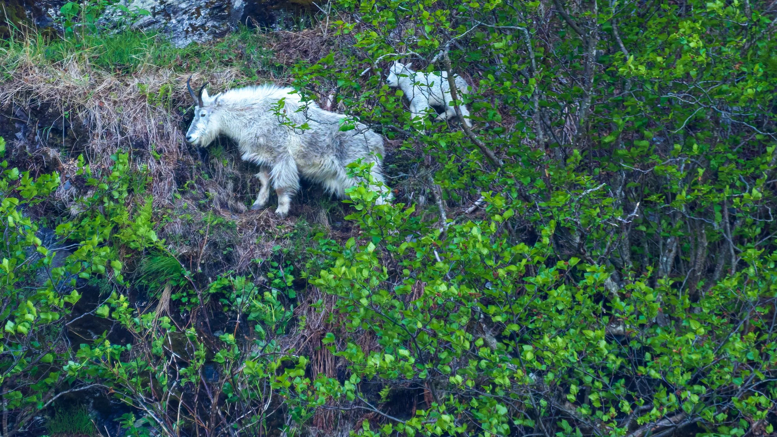 Mountain-Goats-Seward-Alaska-06-15-2026.jpg
