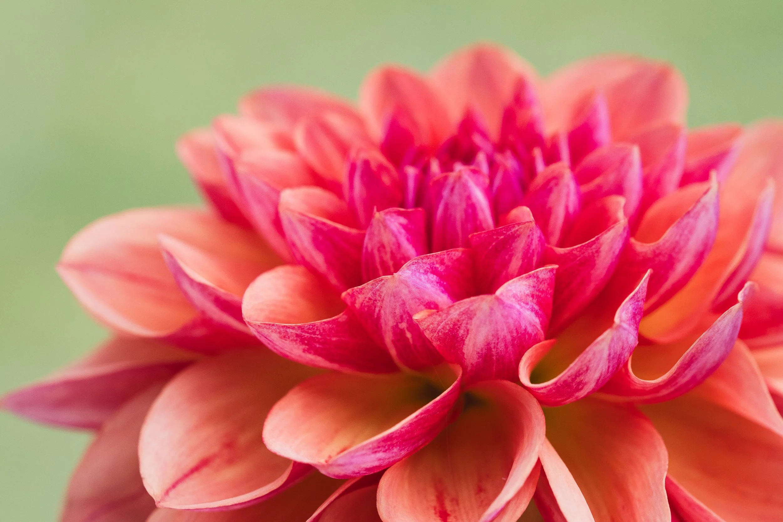 Dahlia_Red_2025.jpg