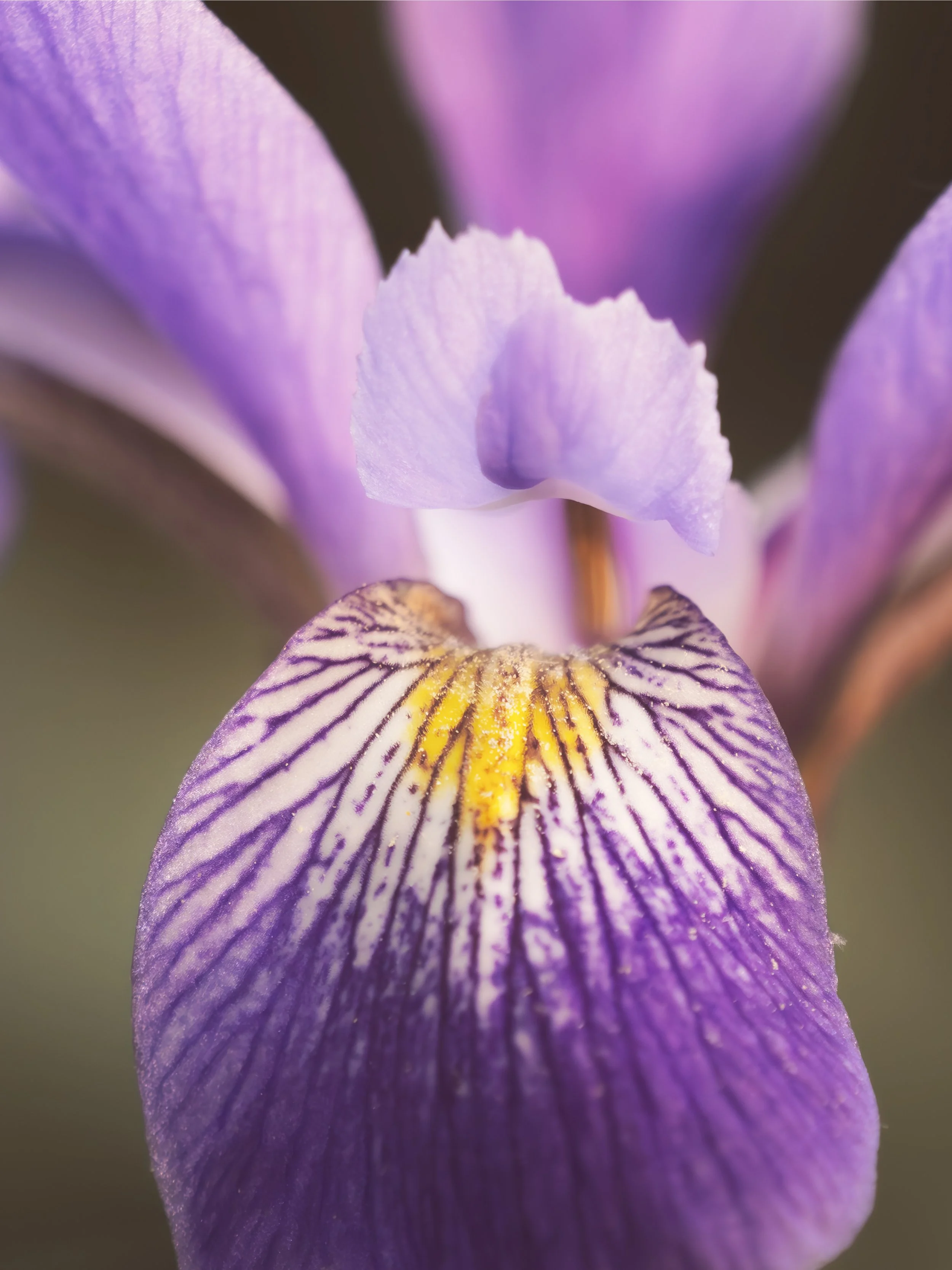 Iris-Beauty_Bondsville-2024_Portrait.jpg