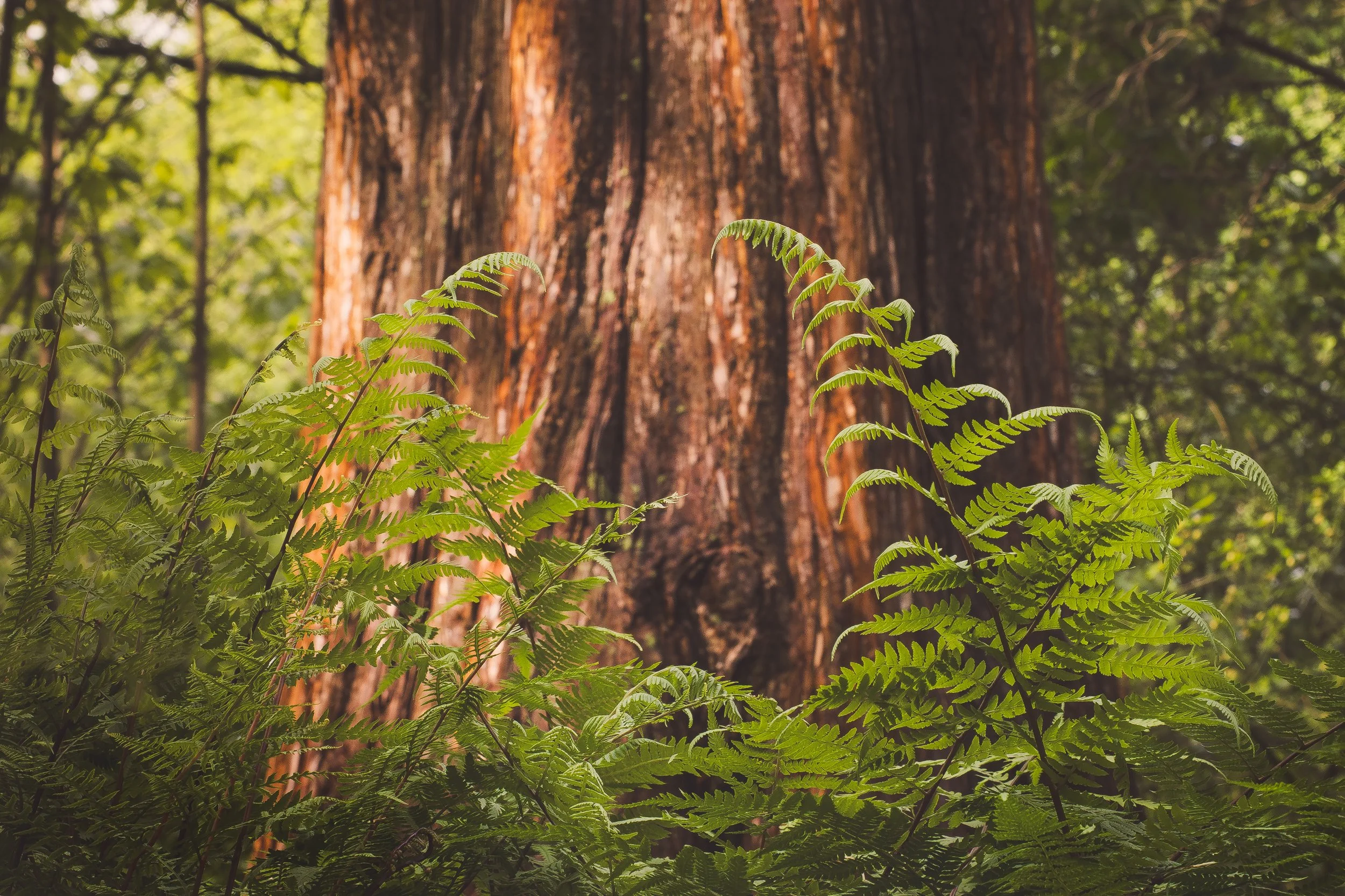 Walking in the Woods_JA_05_2025.jpg