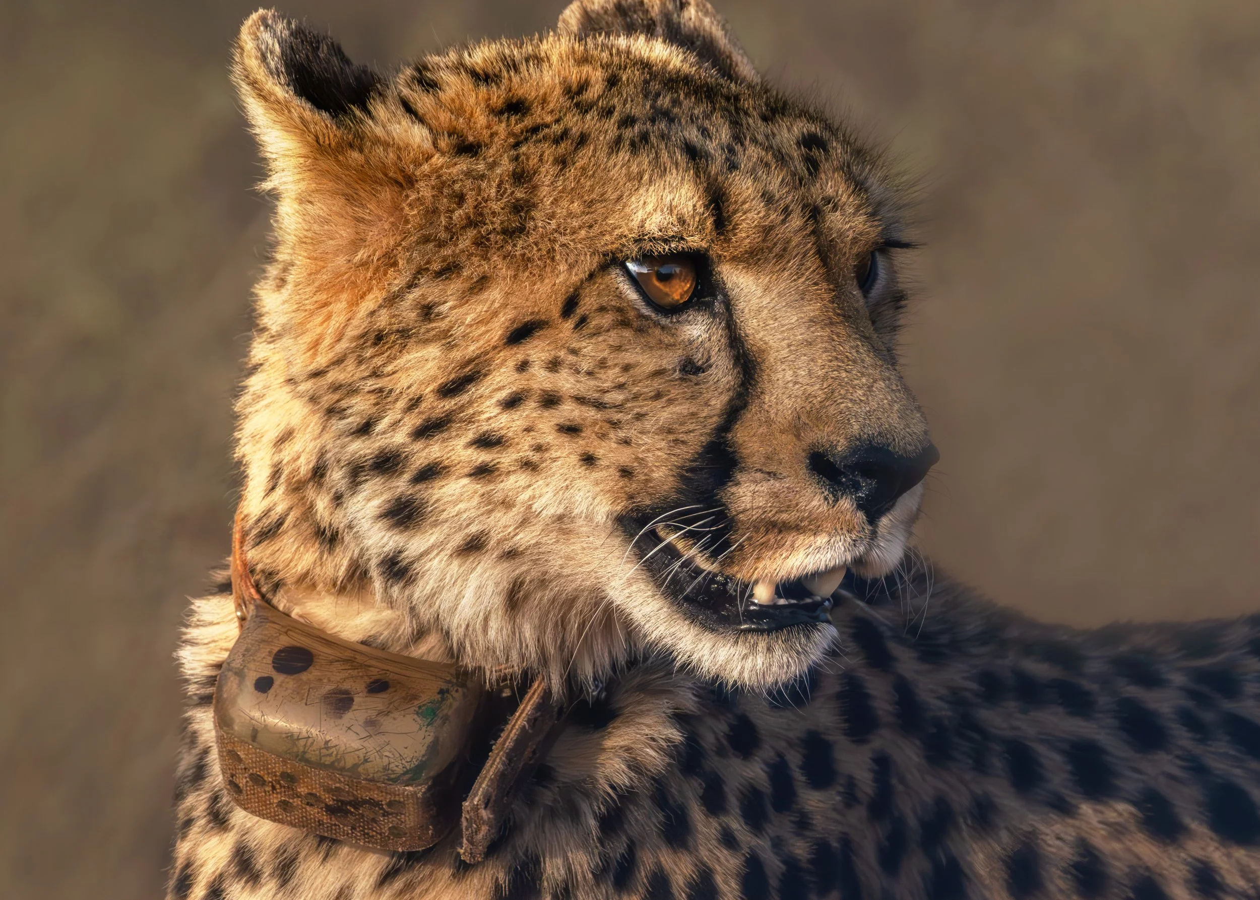 Cheetah-Selati-08-2023.jpg