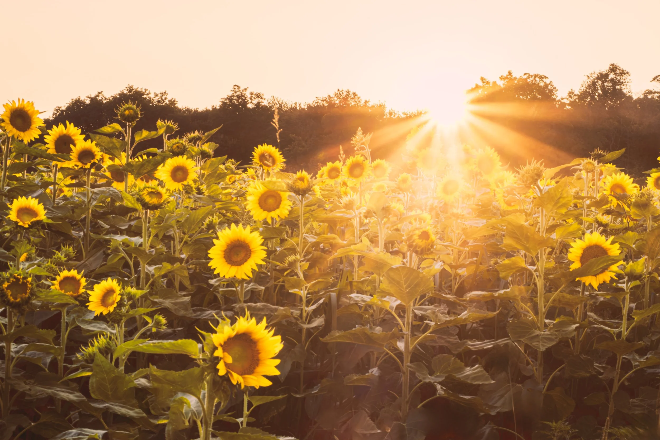 Sunflower Sunbeam_SF_08 2025.jpg