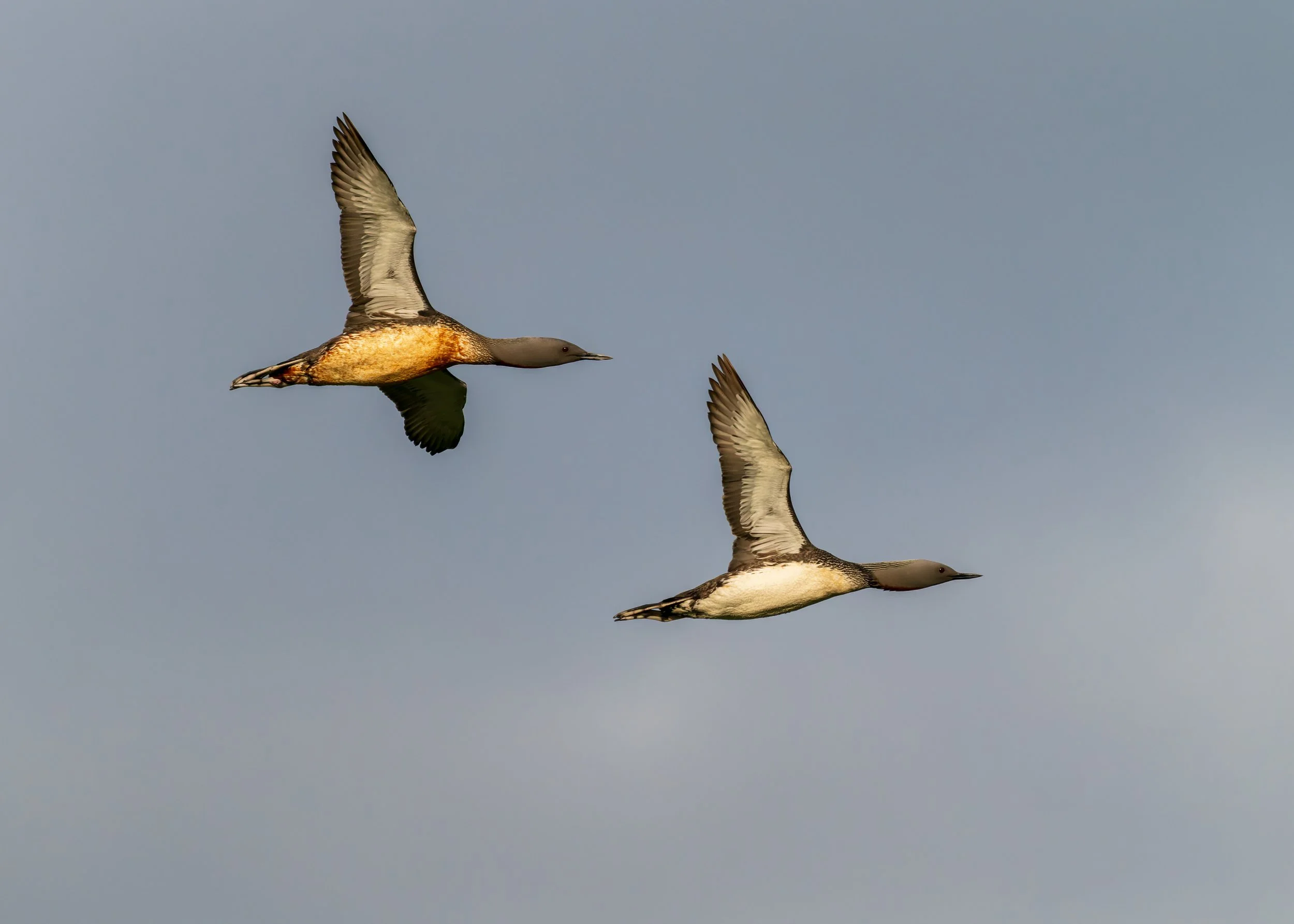 Red-Necked-Loon-Iceland-08-06-2024.jpg