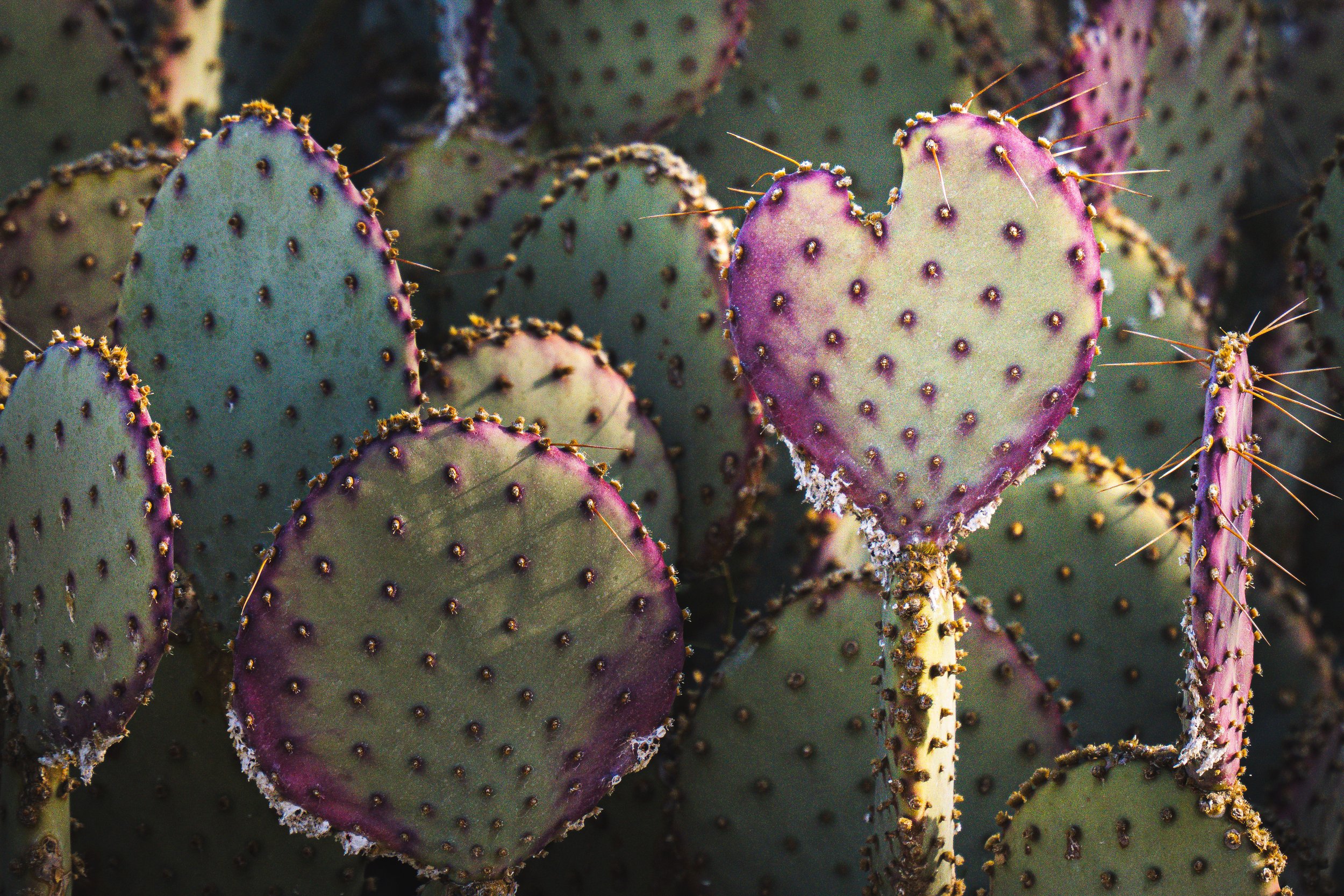 Cactus Love - Tucson, Arizona