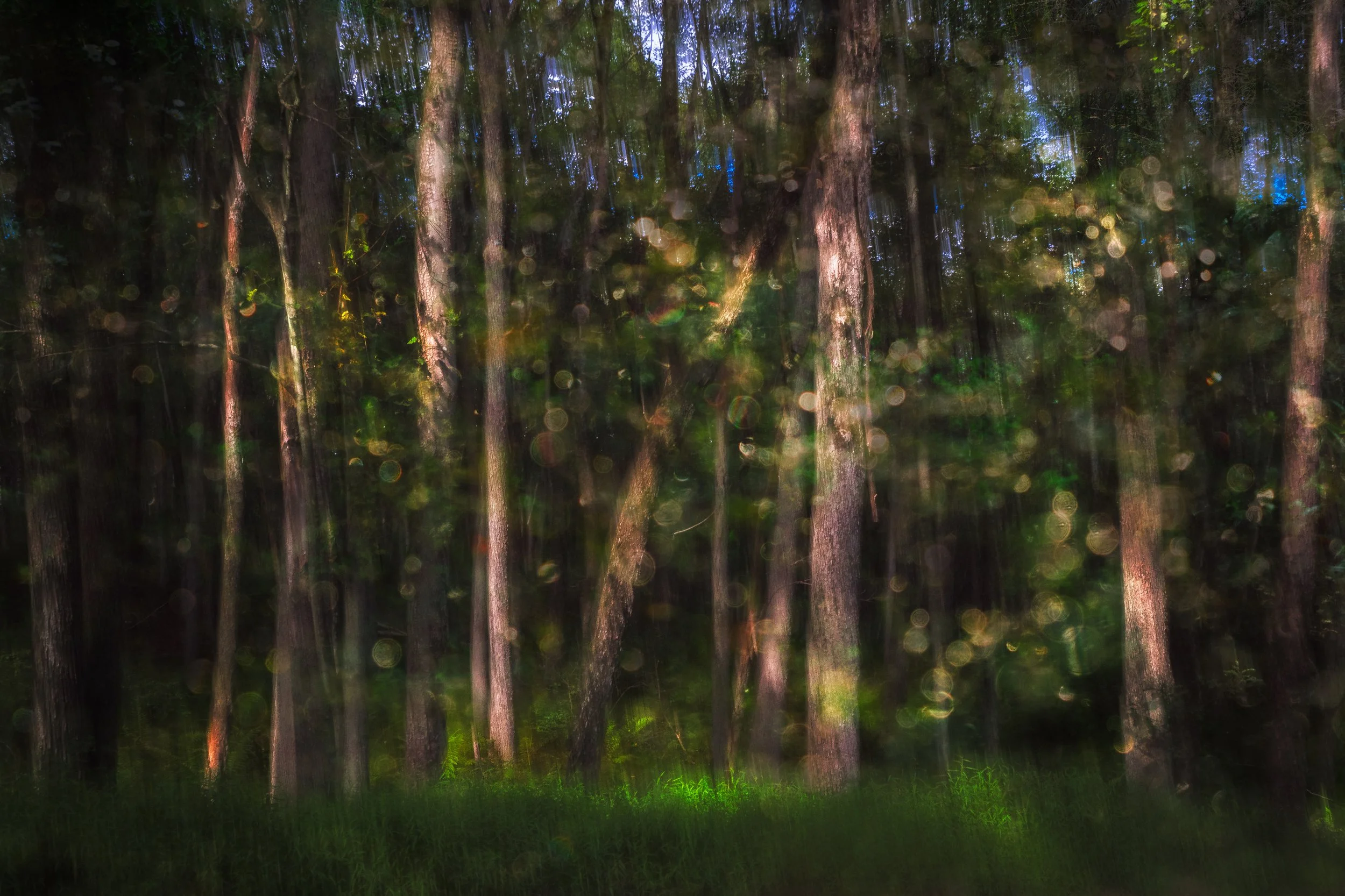 Forest-ICM-Composition.jpg