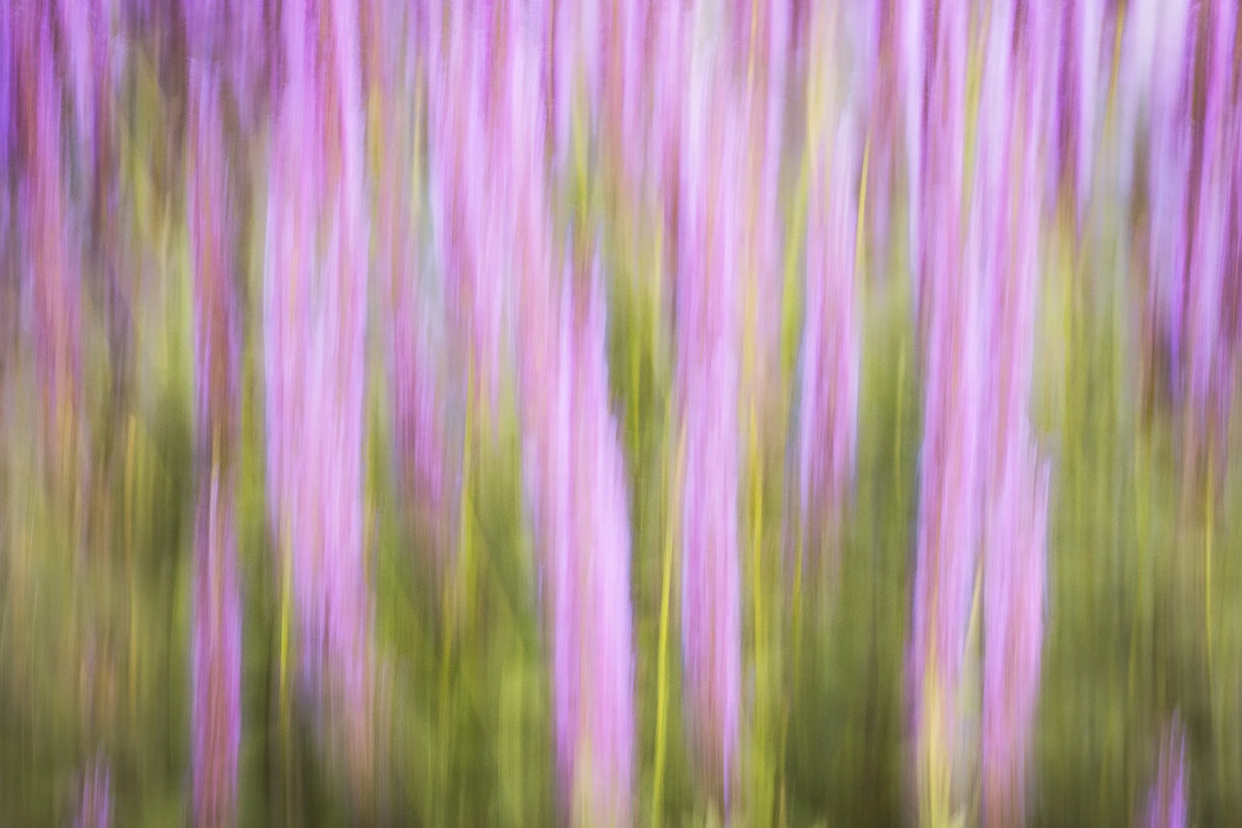 Purple Flowers BMP 08 10 2025.jpg