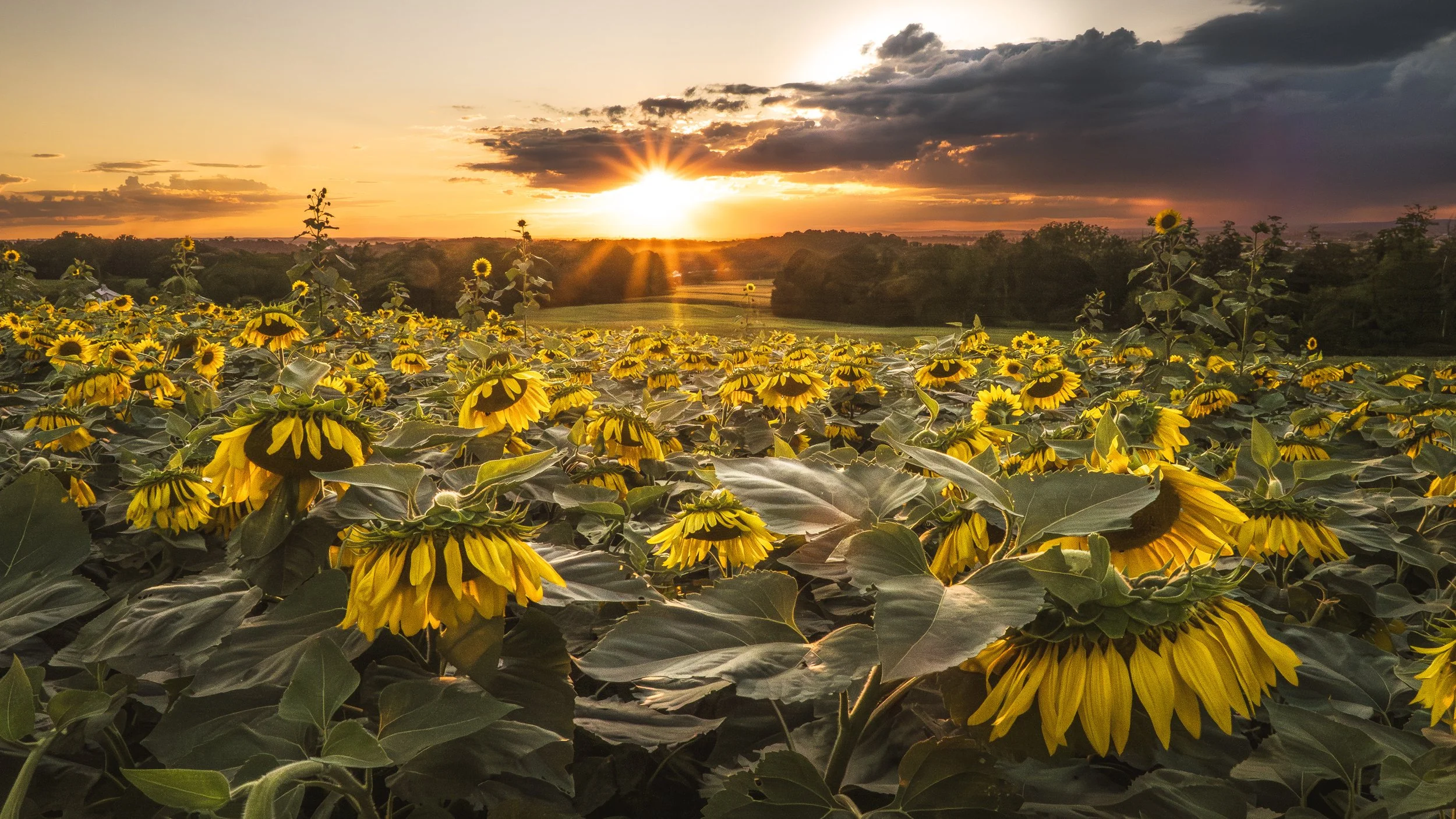 Sunflower Sunset.jpg
