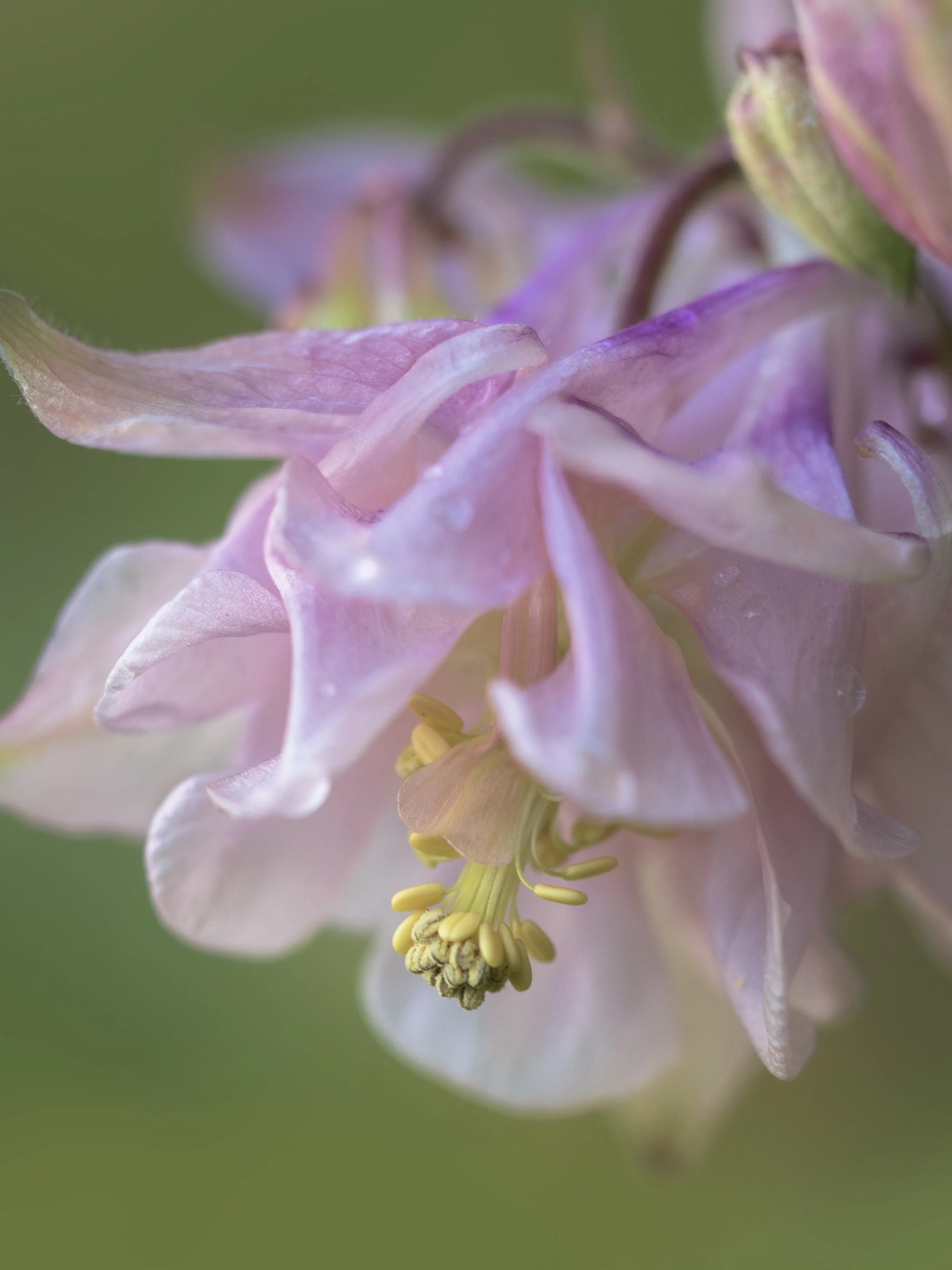 Columbine-Pink-BM-2026.jpg