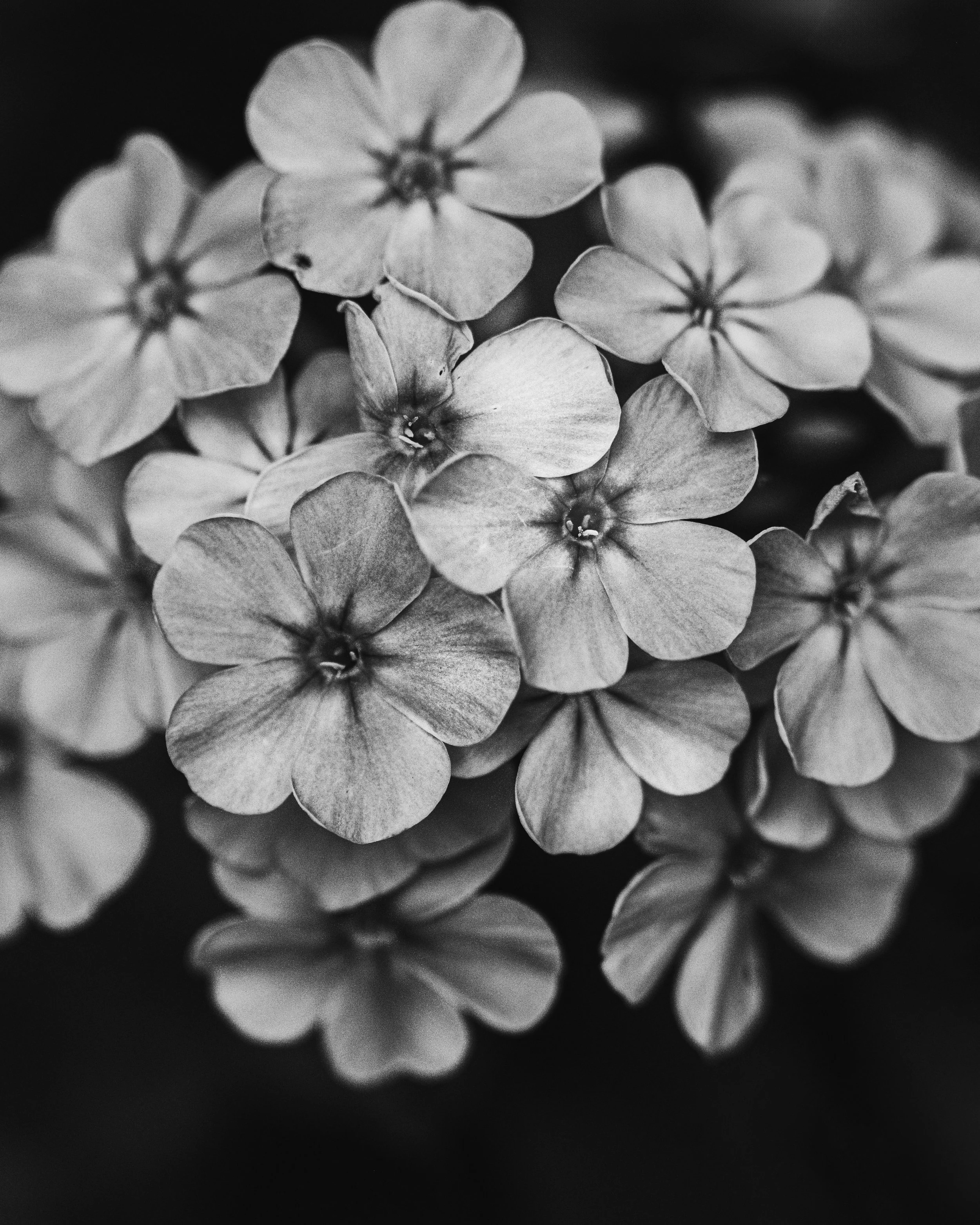 Phlox-B-W.jpg