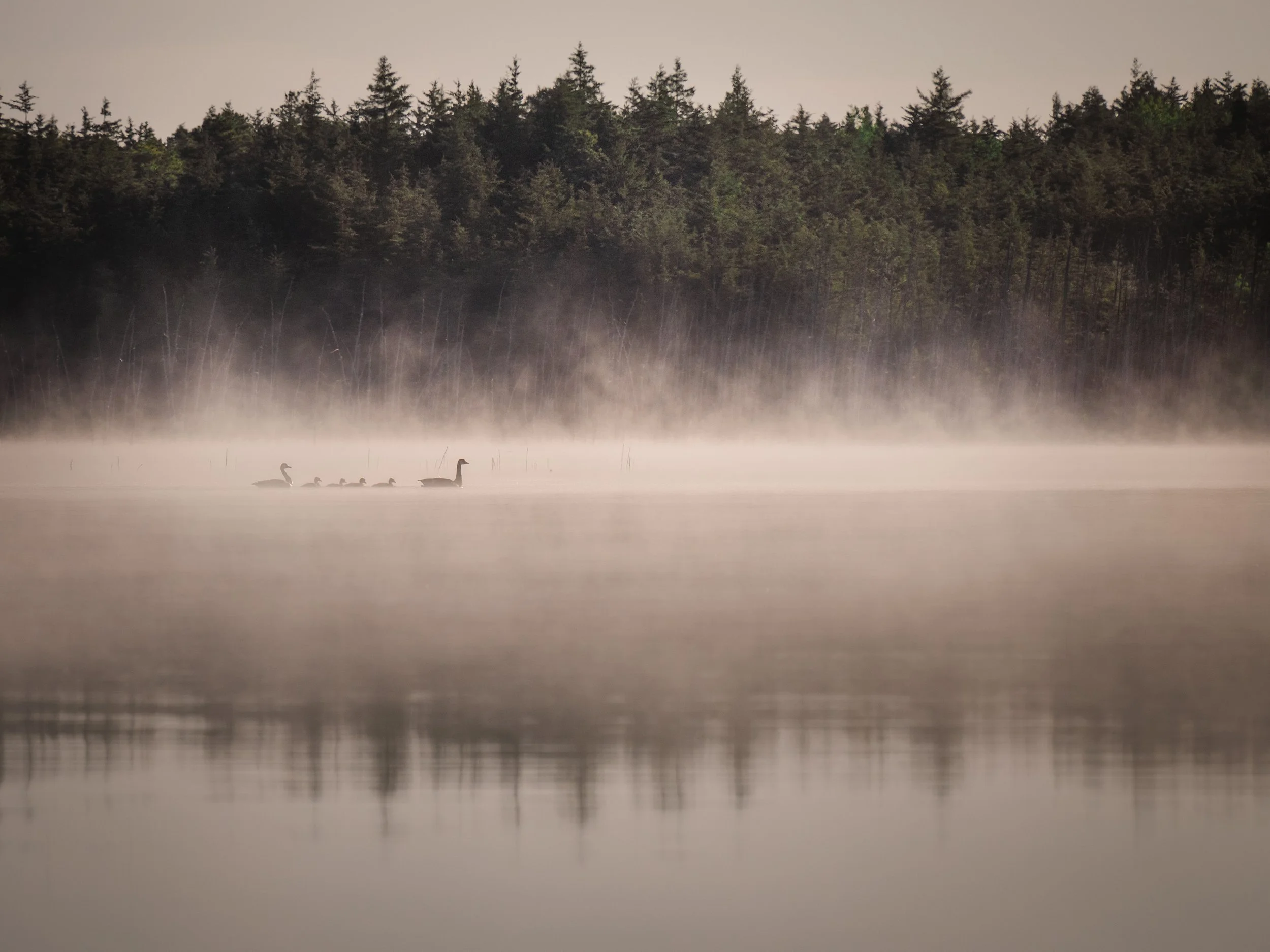 Franklin-Manor_Silence-Scene-Foggy-05-30-2026.jpg