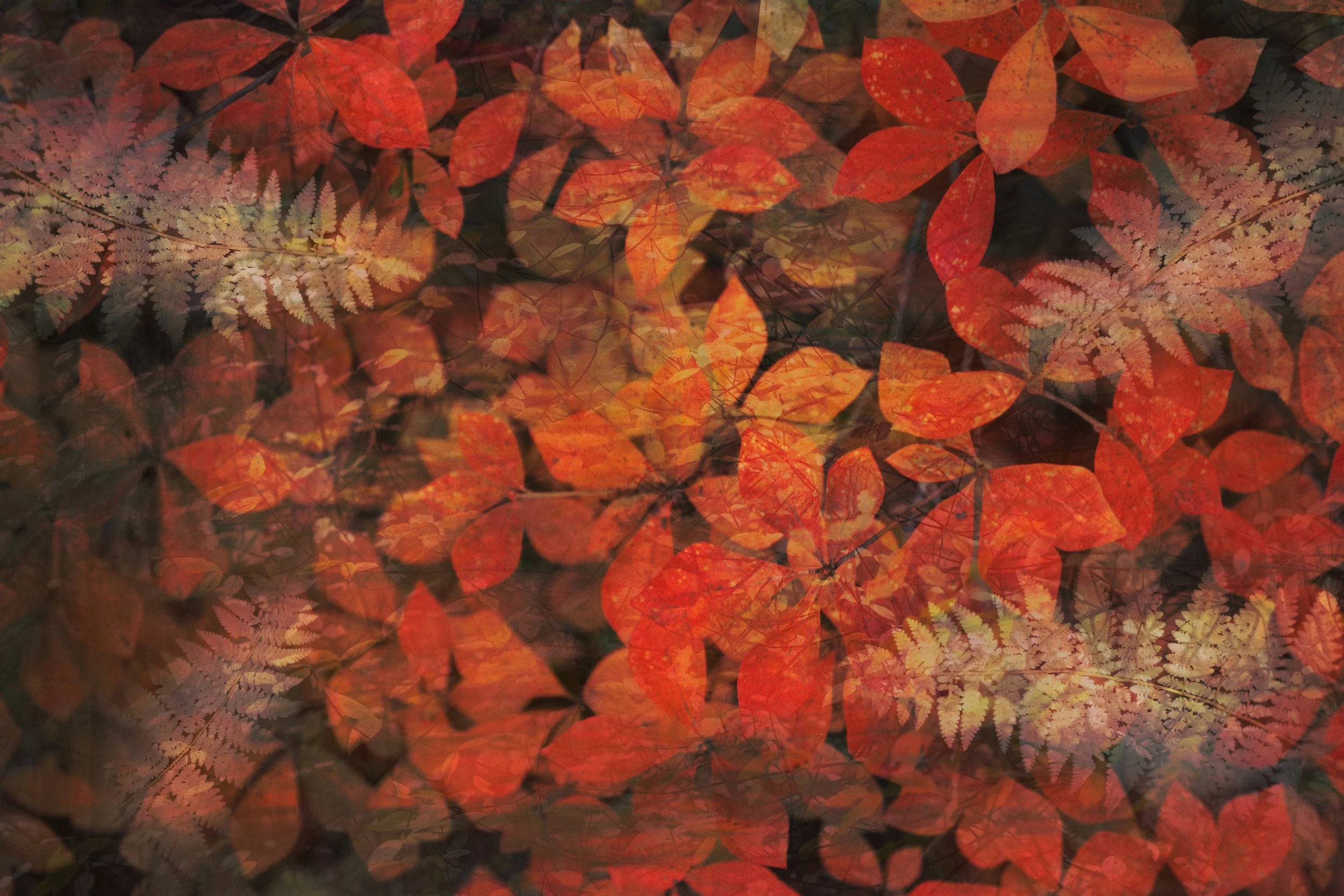 Fall Abstract 3.jpg