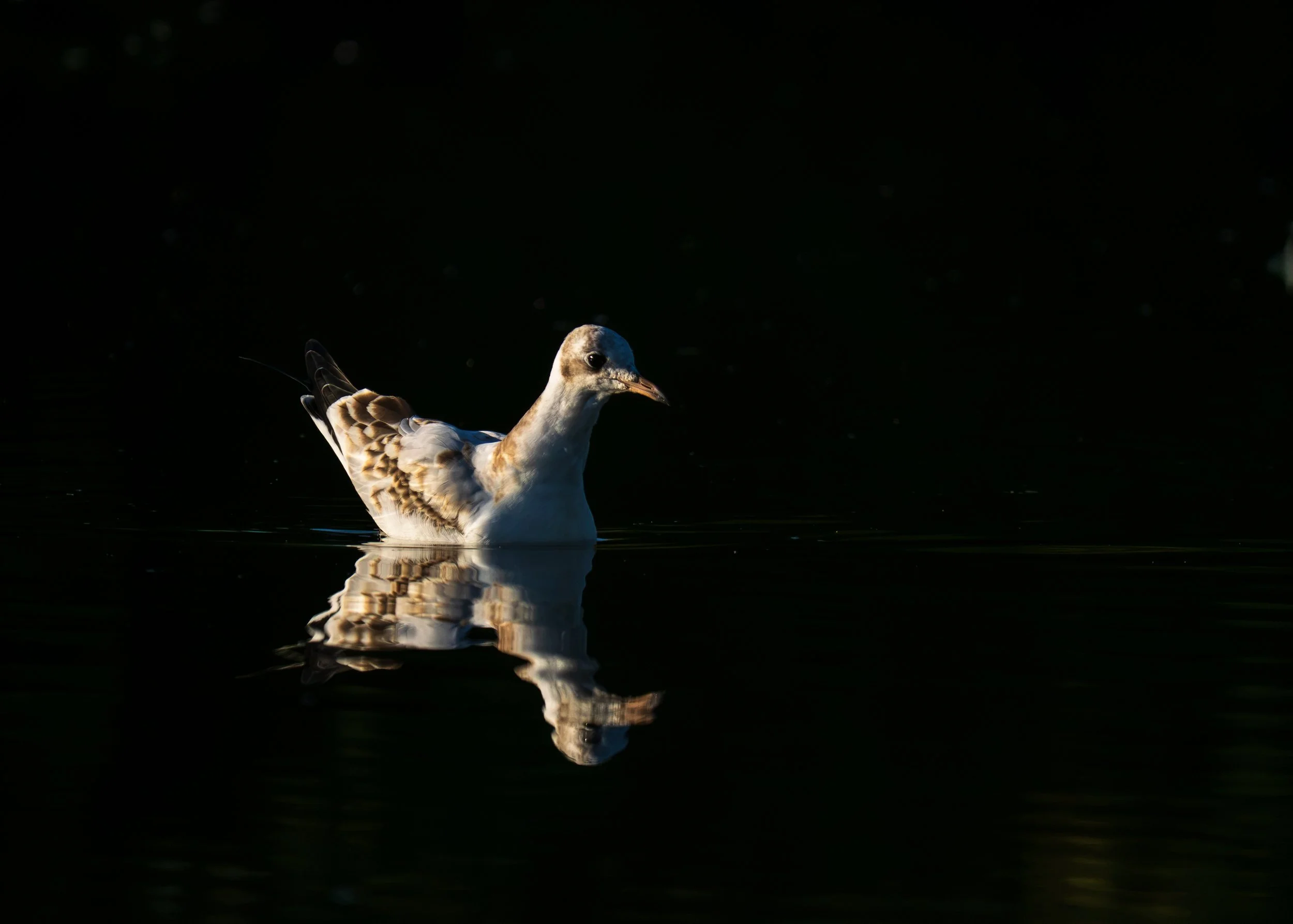 Black-Headed-Gull-Iceland-08-09-2024.jpg