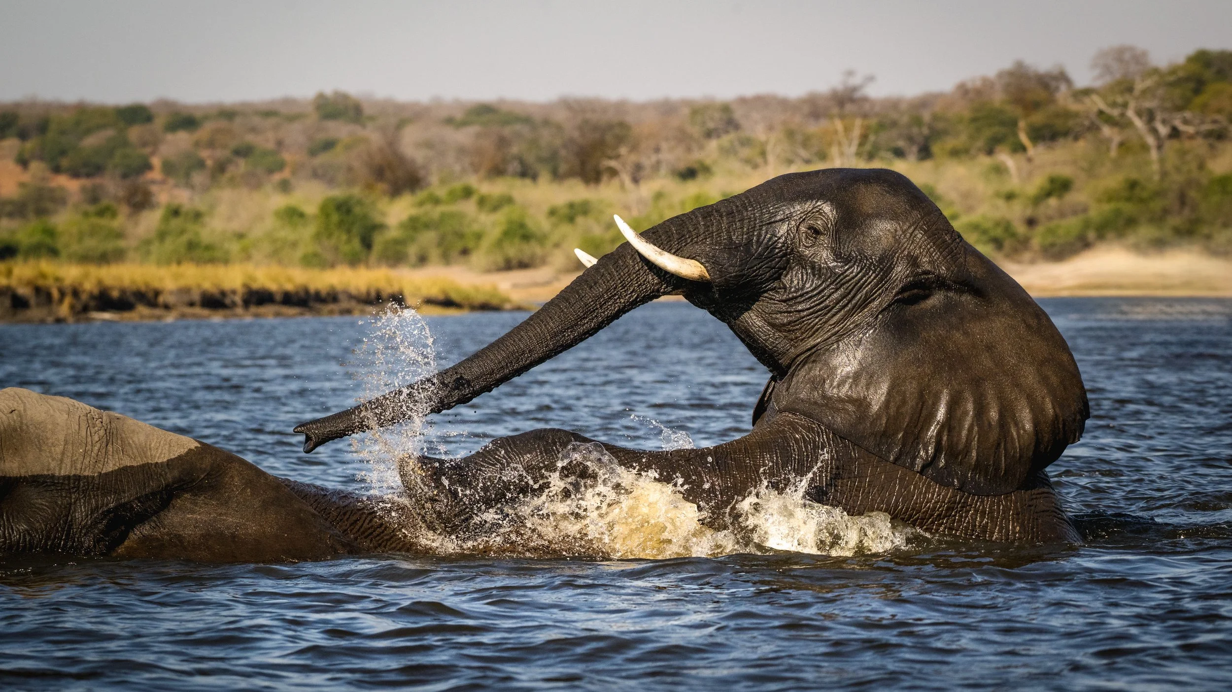 Elephant Crossing Chobe River.jpg