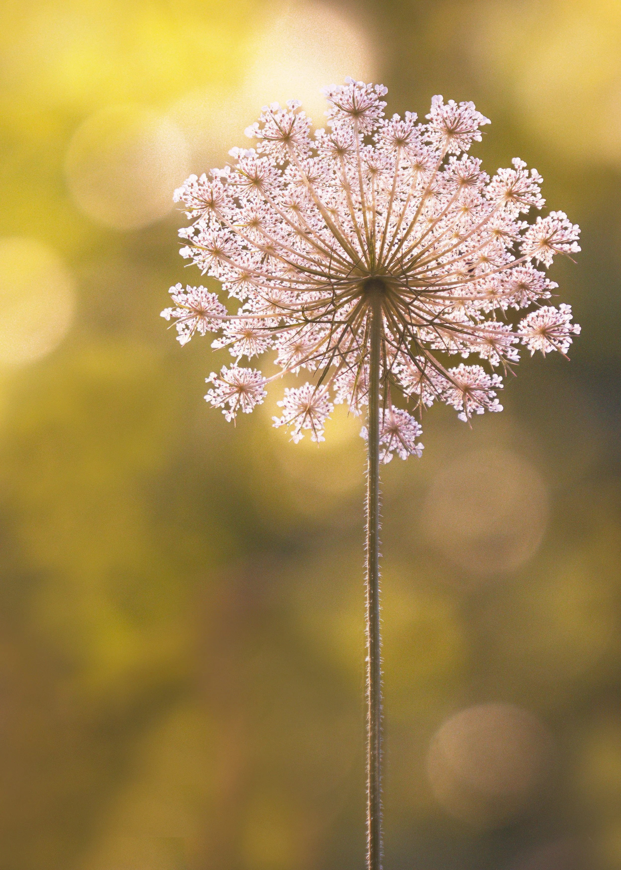 Queen-Annes-Lace-Acony-Bell_06_2025.jpg